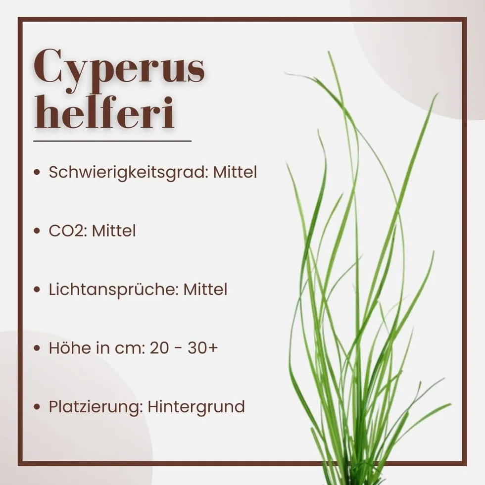 AquaOne Roślina akwariowa Cyperus helferi I roślina wodna, roślina akwariowa, rozłogi w pełni zakorzenione, łatwa w pielęgnacji, dekoracja Aquascaping