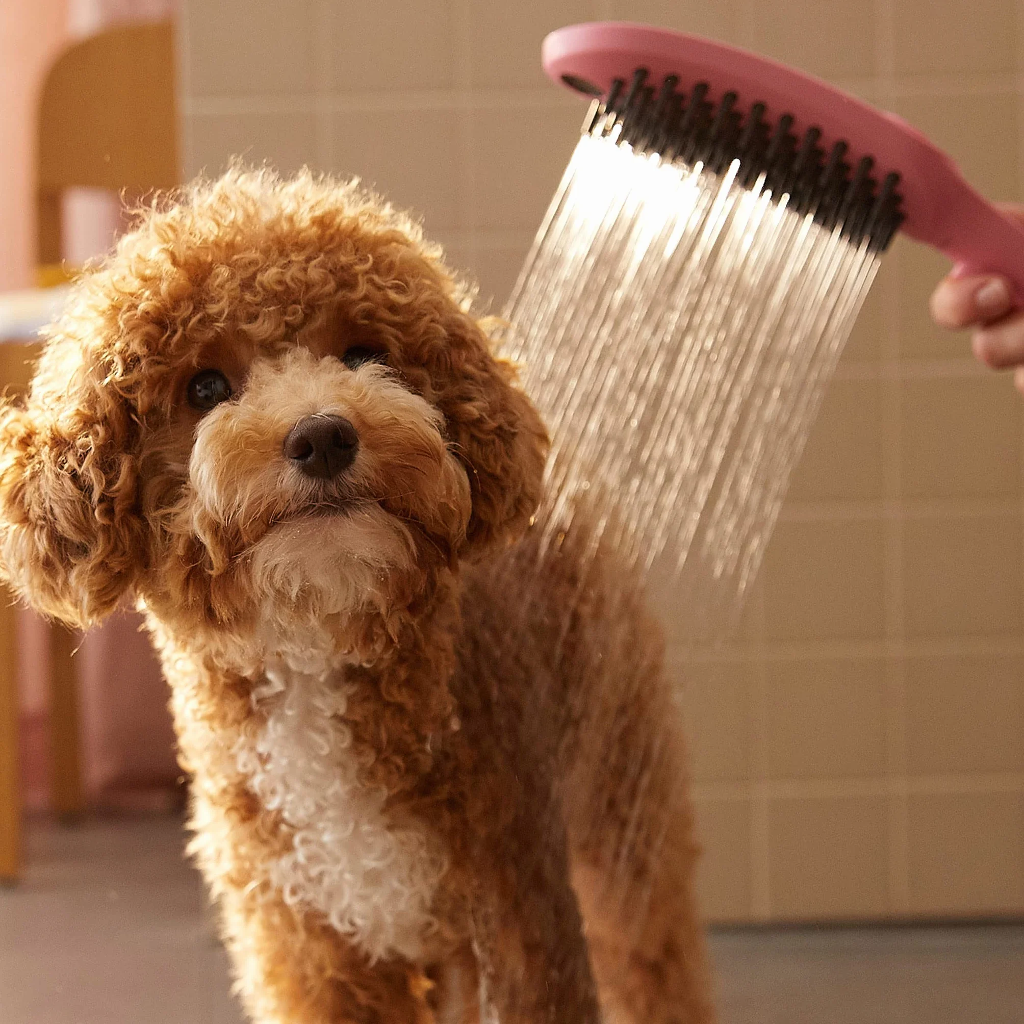 hansgrohe DogShower Główka prysznicowa dla psów 150 3jet z masującymi dyszami Pink, 26640560