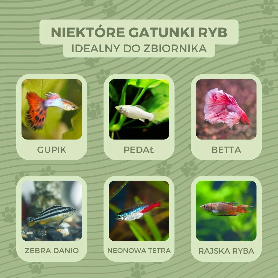 Mobiclinic® pets, Mał okrągł akwarium, Nemo, 4 litry, Plastik pet eco, Przezroczysty design, 20x20x17, 5cm, Łatwe do czyszczenia, Wytrzymałe, Idealne dekoracji domowej, Rośliny wodne
