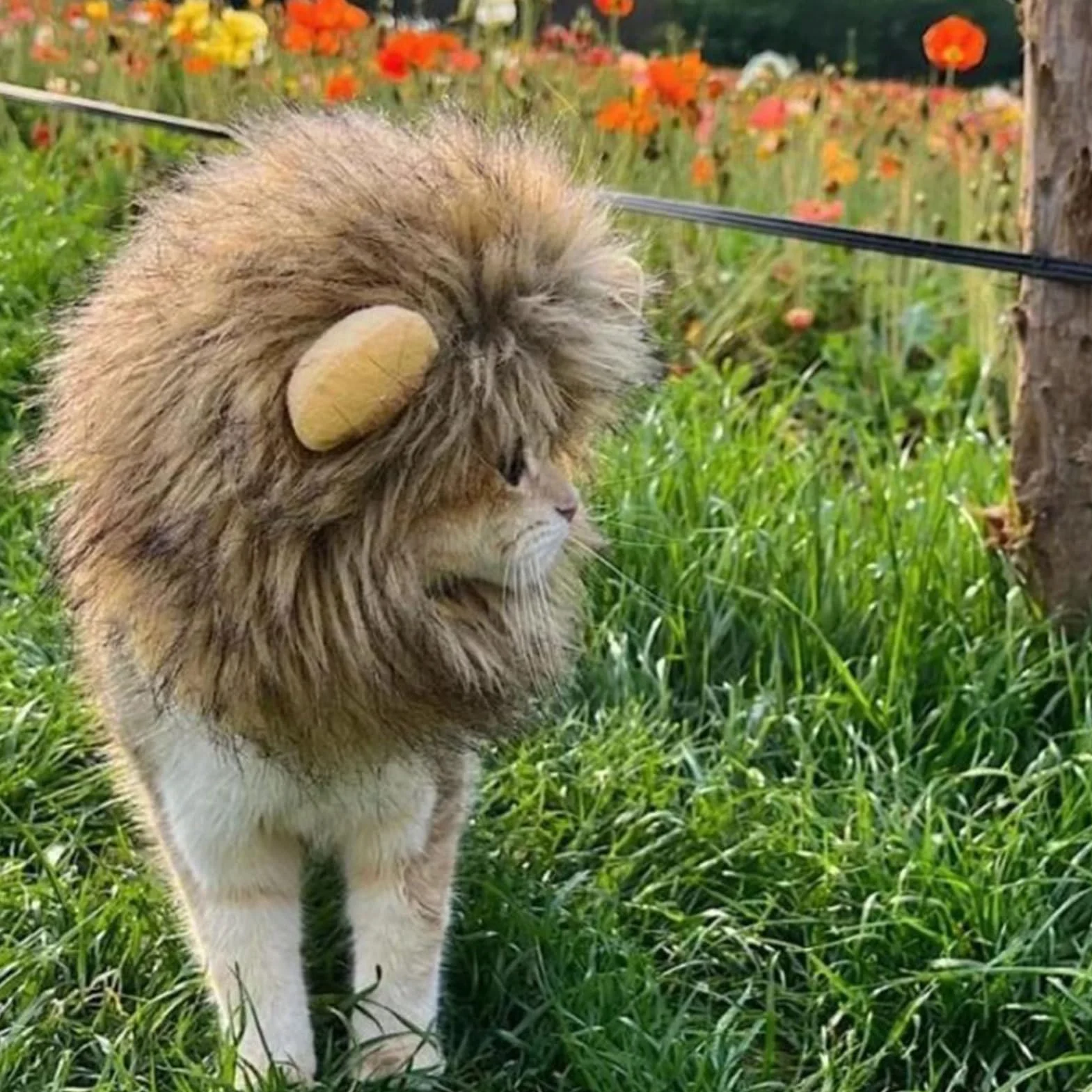 Maciun Lew Grzywa , Lew Grzywa dla kota - Lew W?osy Zwierz? Kot Kostium Kot Cosplay Odzie? - G?adkie w?osy lwa, zabawny kostium kotka, zmywalny fantazyjny kostium, kapelusz