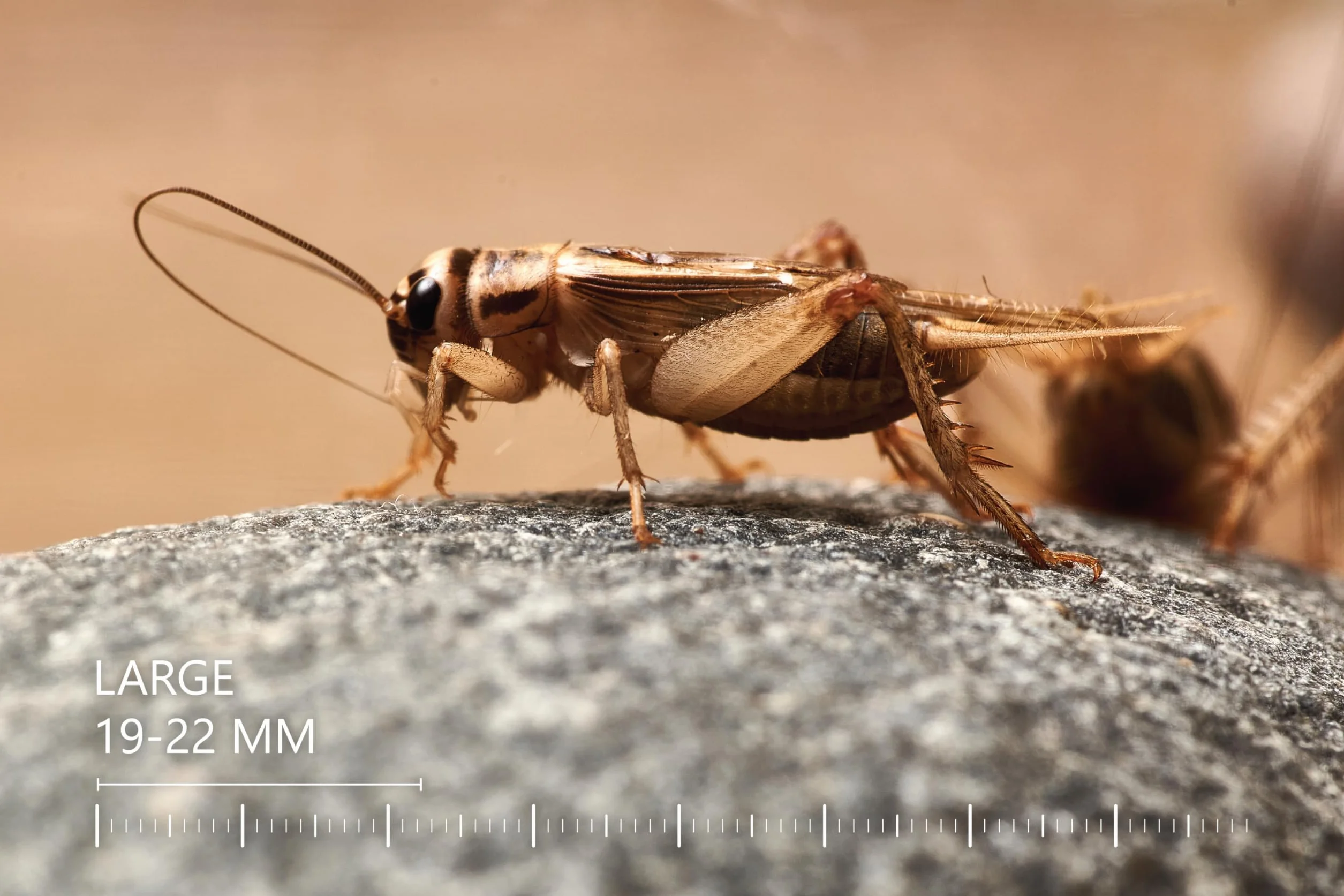 Żywe świerszcze domowe | rozmiar 2 (6-8 mm) Bardzo małe| MINI op – 150 szt. | karmowe wylęg
