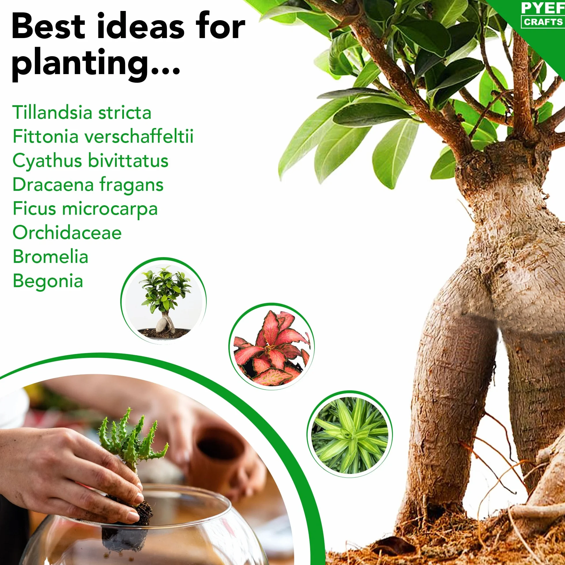 Zestaw do terrarium DIY dla roślin, zestaw startowy do ogrodu w butelce, samowystarczalny ekosystem - materiały dla sukulentów, roślin powietrznych, paproci - zestaw bez słoika (M), bez