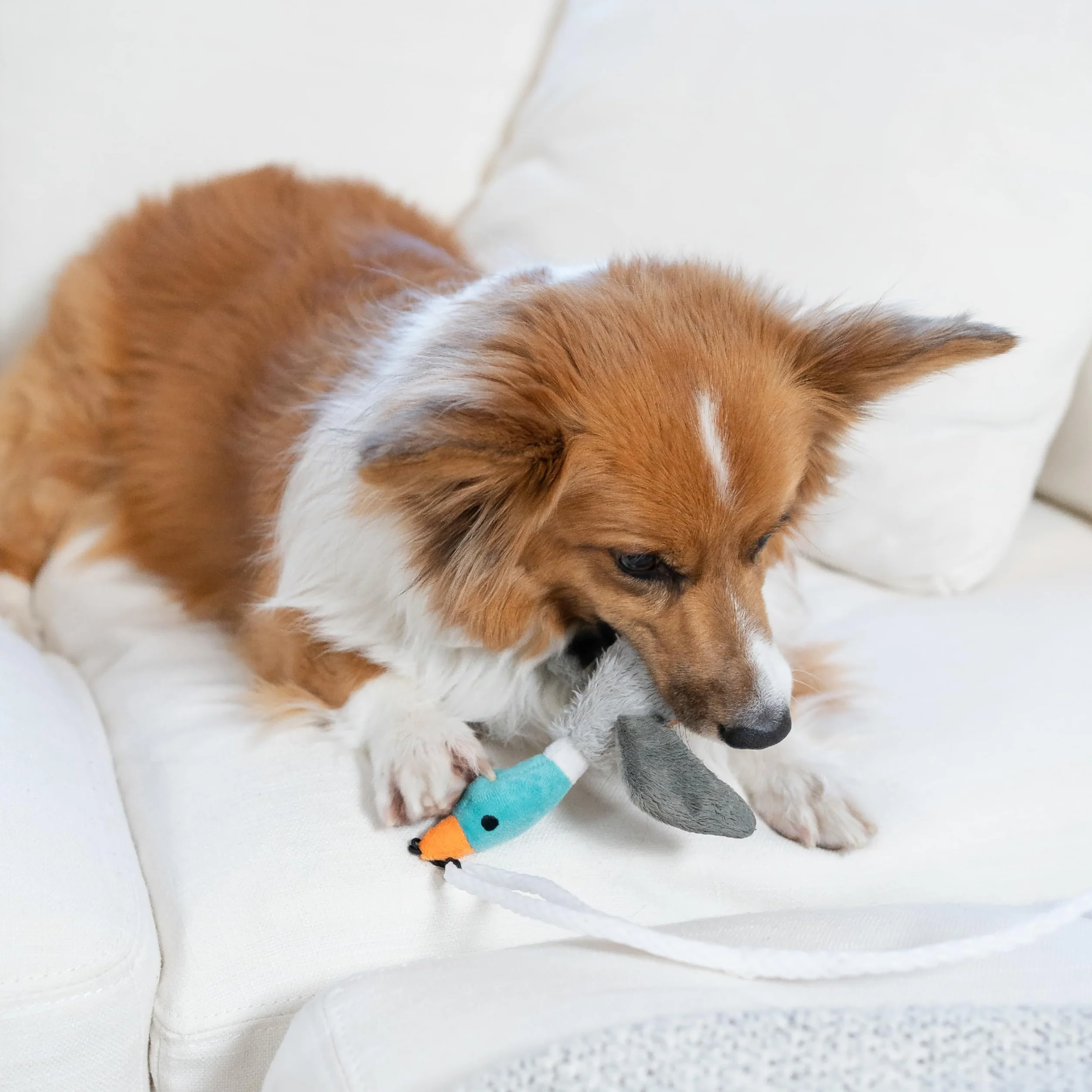Outward Hound Teaser z ogonem interaktywna różdżka dla psa zabawka zwiastun zabawka dla psa do ćwiczeń i zabawy, pluszowa zabawka piszcząca w zestawie, wielokolorowa
