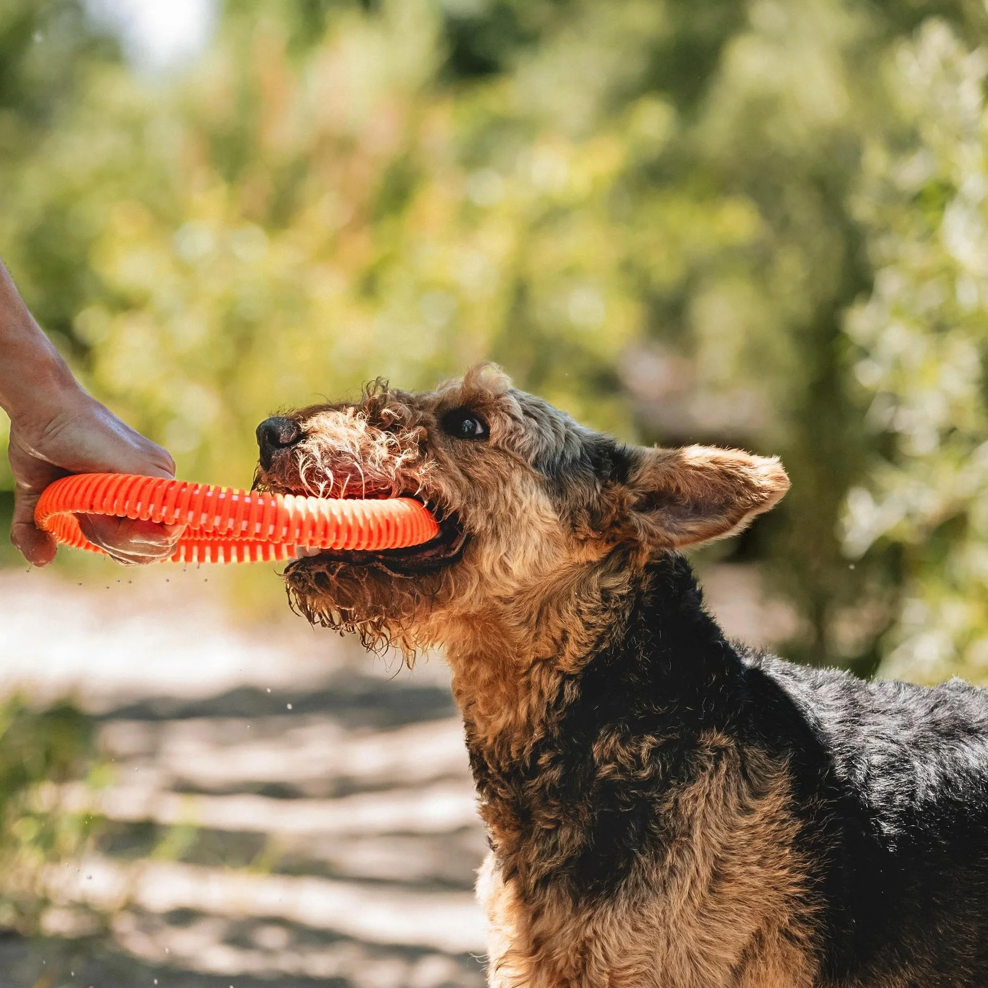 Chuckit! Wytrzymała ulotka zabawka dla psa frisbee rzut i przynieś zabawka przeciąganie liny latający rzut zabawka dla psów