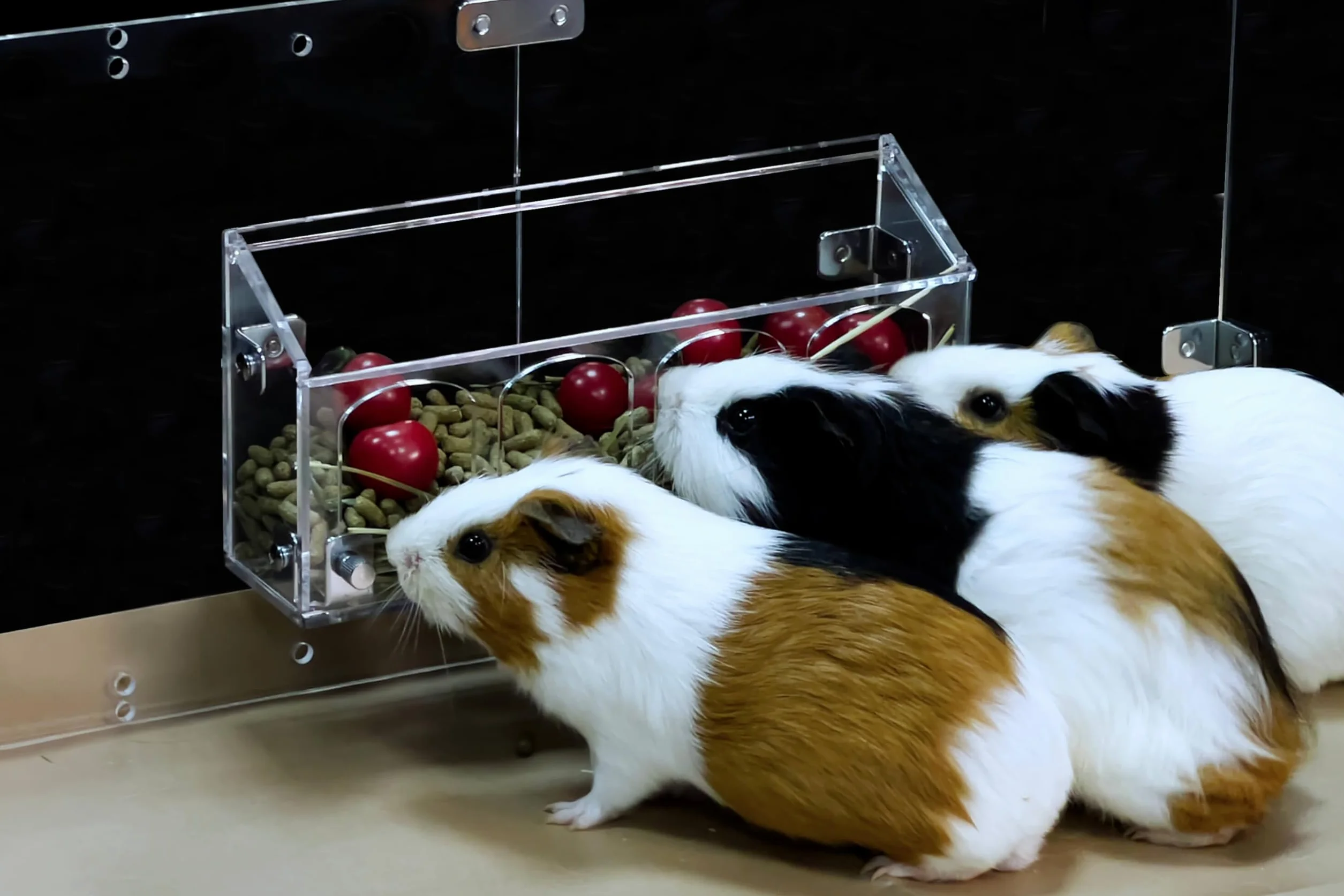 GuineaLoft™ Hop-Stop Harmony Feeder innowacyjny podajnik