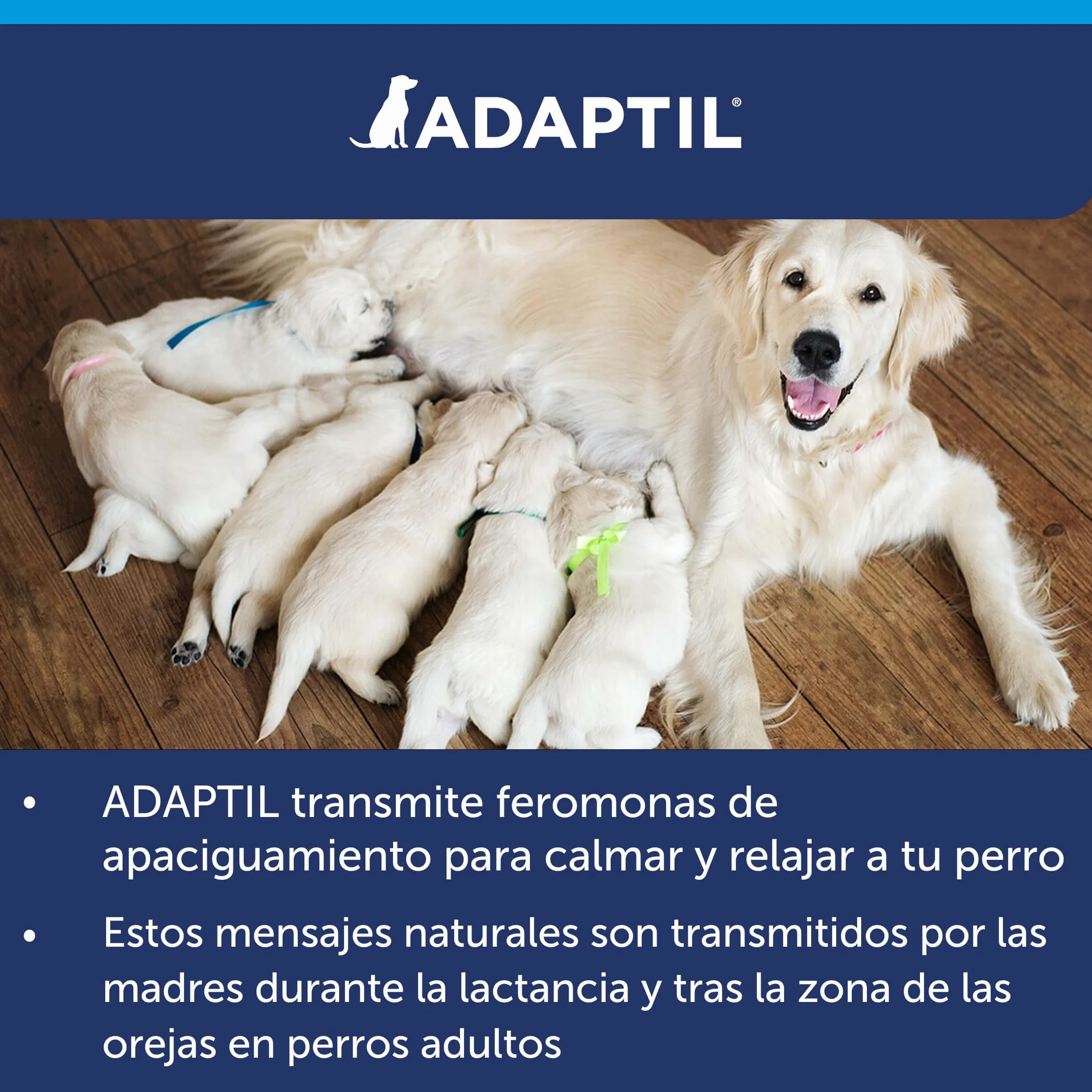 CEVA Adaptil Calm - antystresowy dla psów - lęki, głośne dźwięki, nauka, adopcja - obroża S dla małych psów