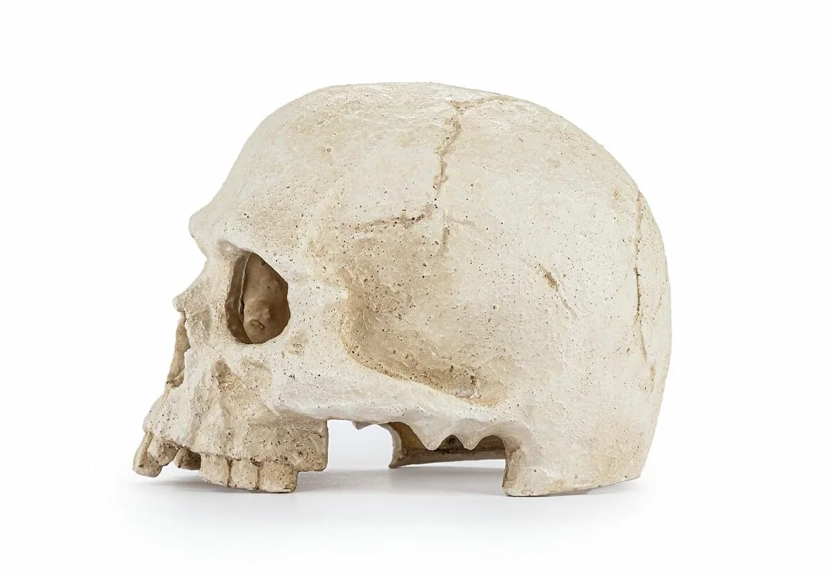 Happet realistyczna czaszka ozdoba do terrarium i akwarium – dekoracja prehistoryczna, kryjówka dla ryb i gadów, żywica, 15 cm