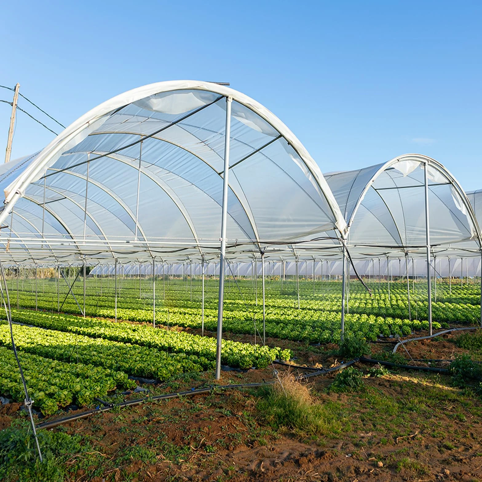 flintronic Przezroczysta folia szklarniowa 2 x 3 m
