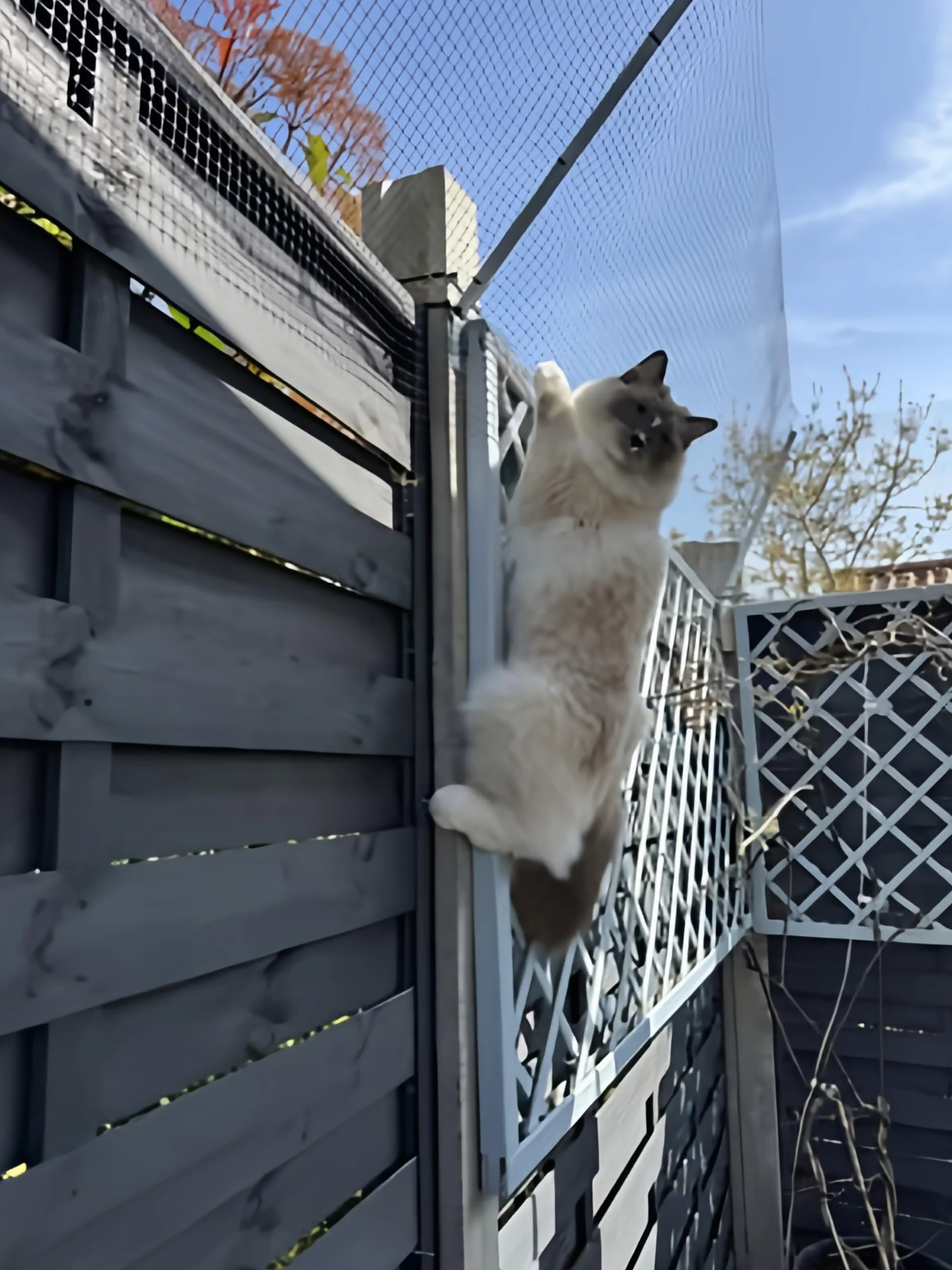 Ultimate Bariera ochronna dla kotów, ochrona przed wspinaniem się, bezpieczny zestaw obudowy Catio, odporna na warunki atmosferyczne, siatka ogrodowa dla bezpieczeństwa i ochrony kotów (10 m)