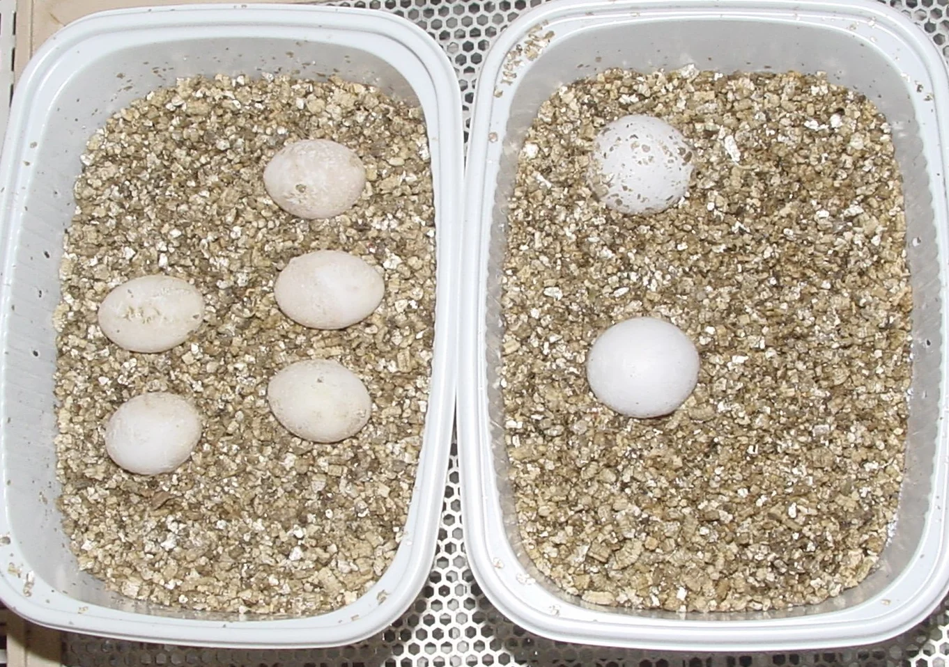 Lucky Reptile Vermiculite - 5-litrowy koncentrat wylęgowy dla jaj gadów - Substrat do inkubacji termoizolacyjny i regulujący poziom wilgoci - Wermikulit do hodowli gadów - Podłoże terrarium