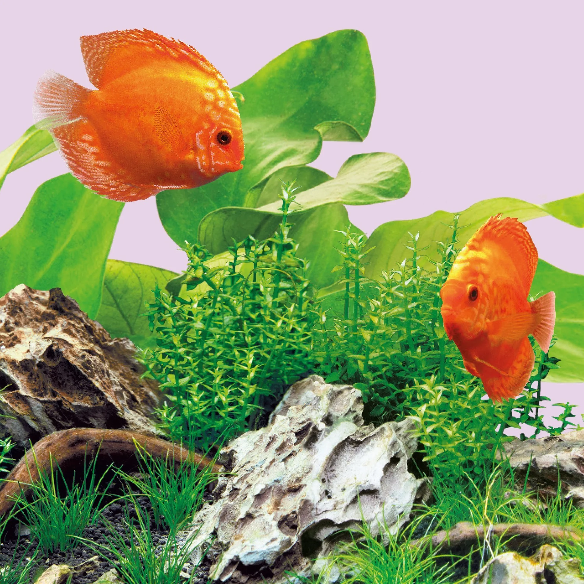 Juwel Aquarium - LED Colour 590 mm - pasuje do MultiLux LED - lampa do zastosowania 70/80 cm