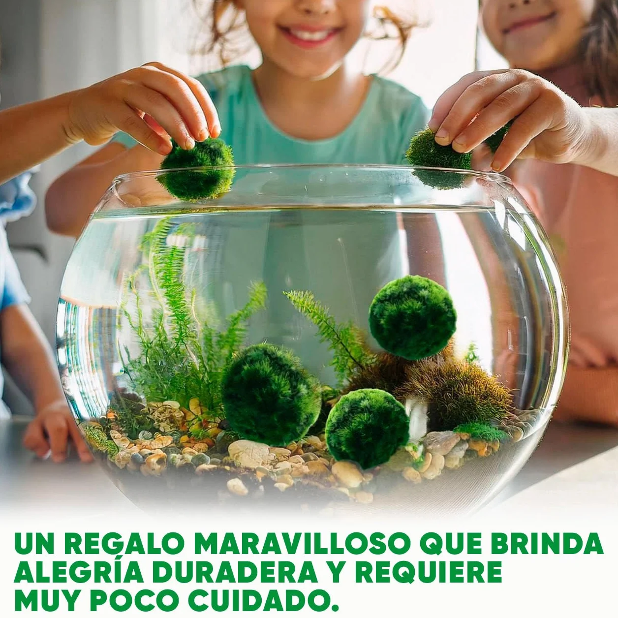 20 + 1 szt. kule mchu akwarium Cladophora aegagropila linneiae mech rośliny akwariowe rośliny wodne dekoracja rośliny prawdziwe marimo piłki mchu akwarium marimo moosball (1-3 cm)