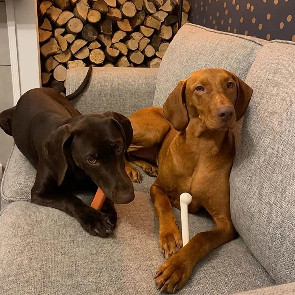 Nylabone 2 x Dura Chew ekstremalnie wytrzymałe kości do żucia dla psa, 1 boczek i 1 kurczak, duża, dla psów do 23 kg