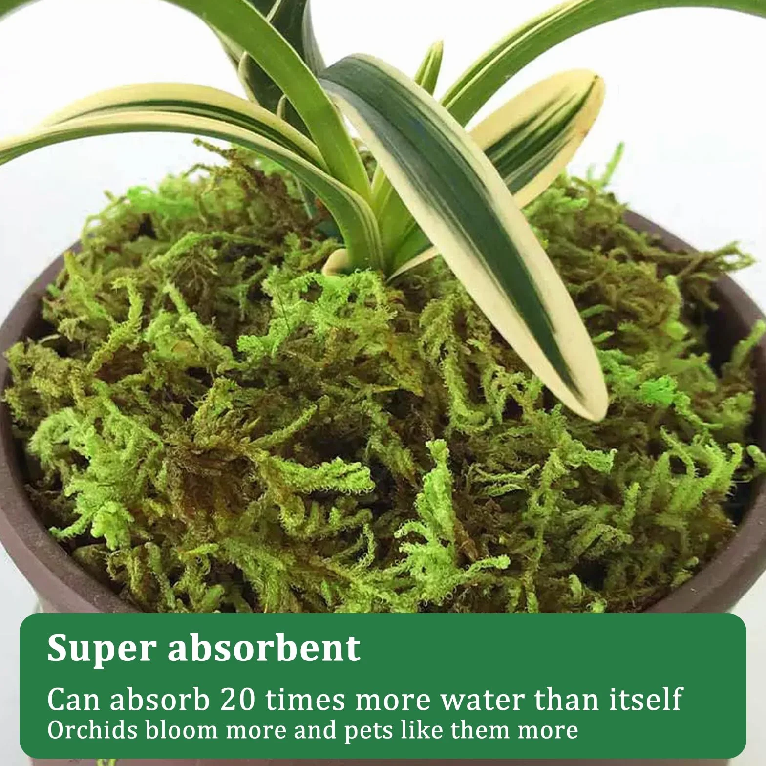 CONNECTION Sphagnum Mech dla Roślin 200g Naturalny Mech Torfowy Naturalny Sphagnum Mech dla Gadów Mech do Rękodzieła na Terrarium, Klatki dla Gadów, Gazony, Ogród, Rośliny Pokojowe, Dekoracja