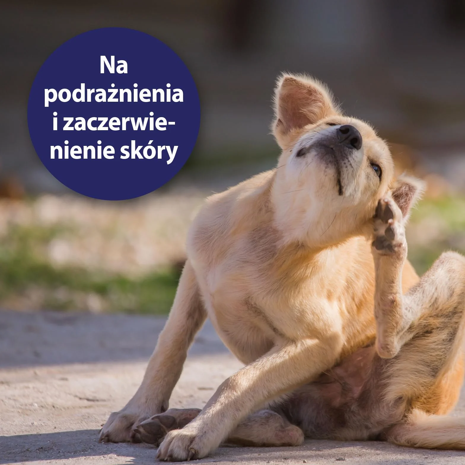 Canosept Spray Do Pielęgnacji Skóry Dla Psów 250ml - Regeneruje Skórę W Rzypadku Swędzenia, Inwazji Szkodników, Roztoczy, Podrażnień I Stanów Zapalnych