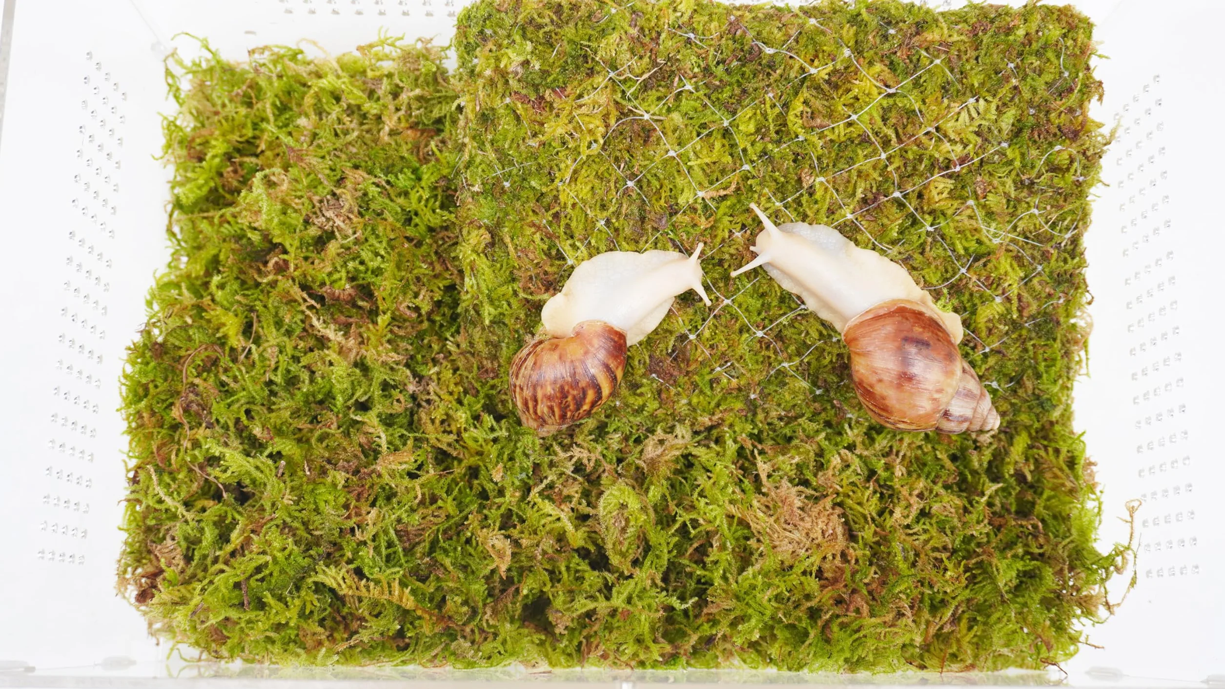 Zestaw terrarium dla zwierząt domowych ze ślimakiem o wymiarach 28,5 x 20 x 15 cm terrarium ze ślimakiem i ścianą wspinaczkową 18 cm