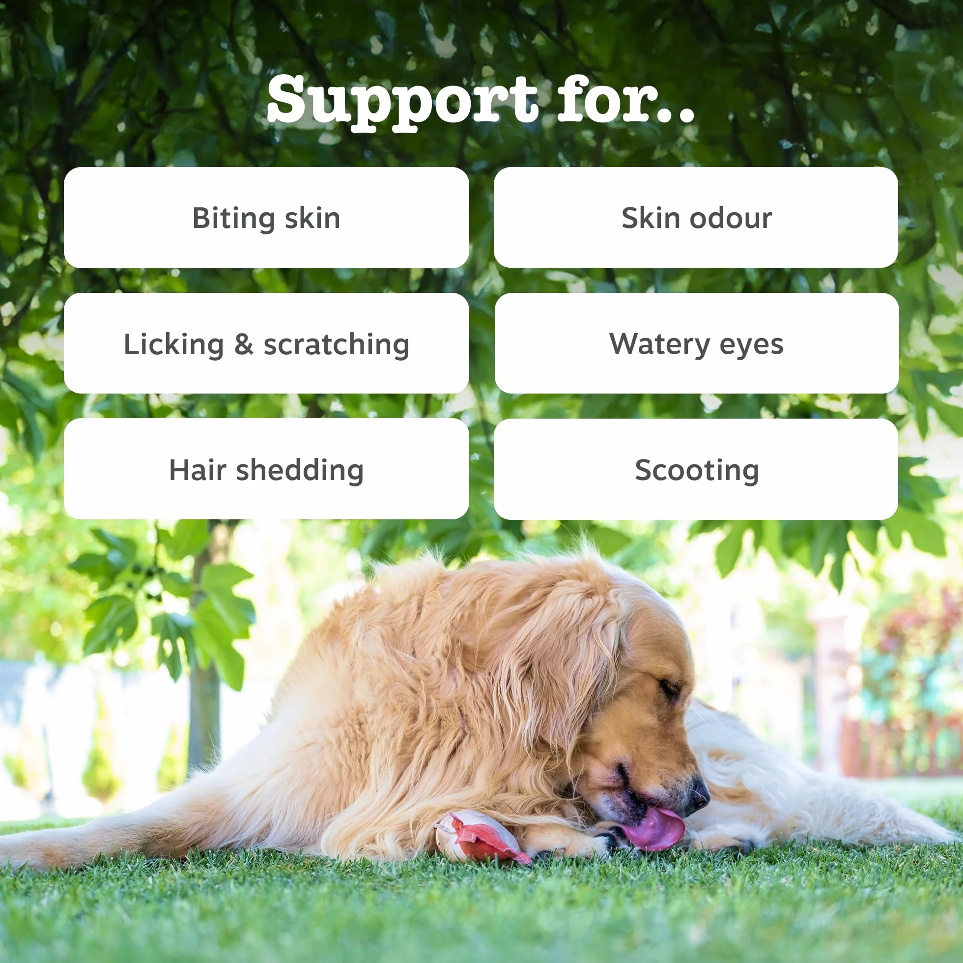 Zesty Paws Omega Skin & Coat Chews for Dogs | Helps Skin, Joint & Heart Health, Healthy & Shiny Coat, Anti-Itch | With Salmon, Omega-3, Biotin, Vitamin C & E, Zinc, Algal Oil | Daily Use | 90 Chews