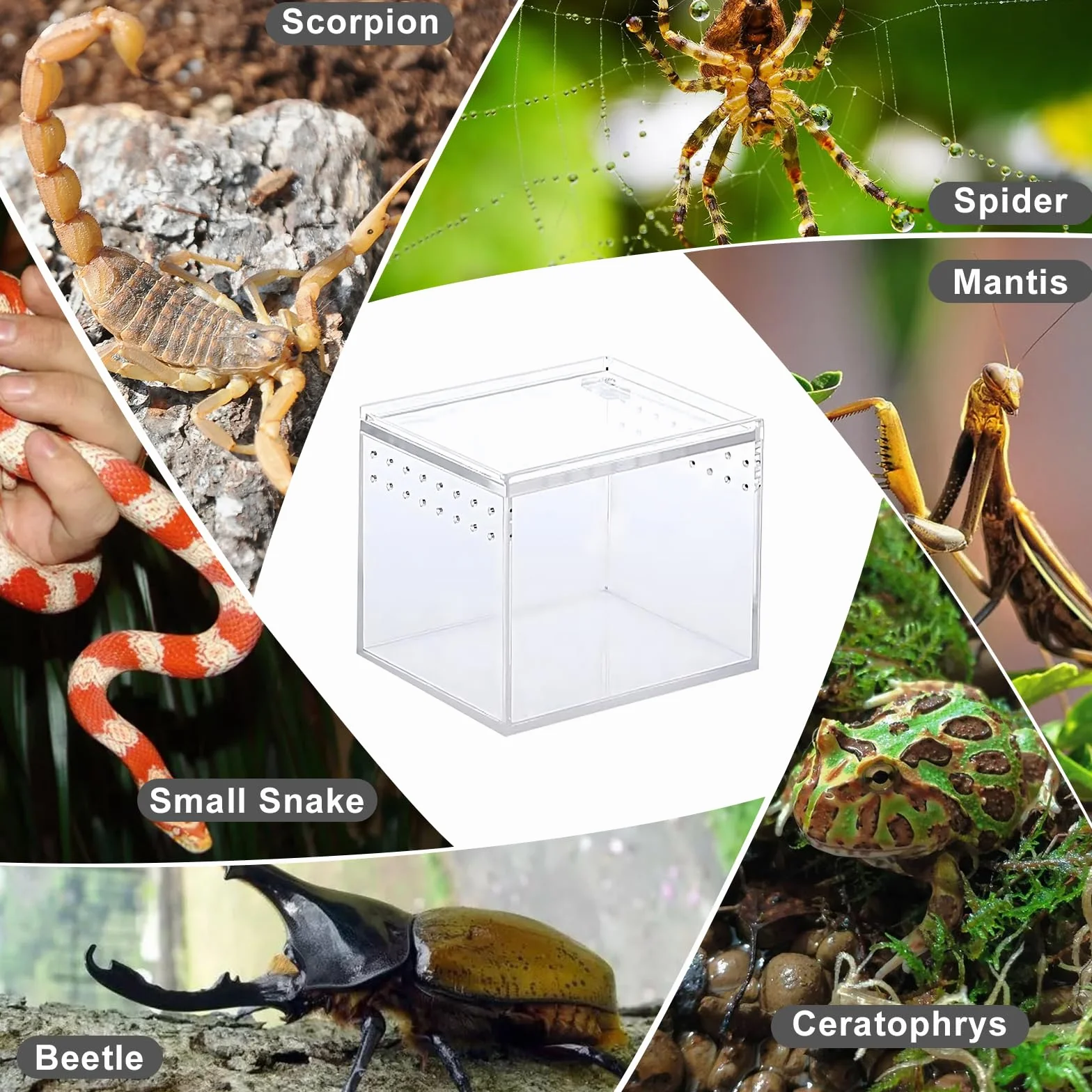 Pudełko na terrarium na gady, pudełko na owady, przezroczyste akrylowe pudełko na zwierzęta z gadami, 360 stopni, pojemnik na Spide, jaszczurkę, pojemniki na skorpion (9 x 9,5 cm)