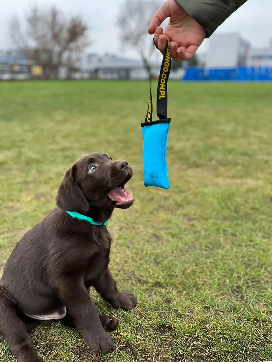 Dingo Gryzak dla psa Agility ręcznie robiona zabawka 15 x 6 cm różowy
