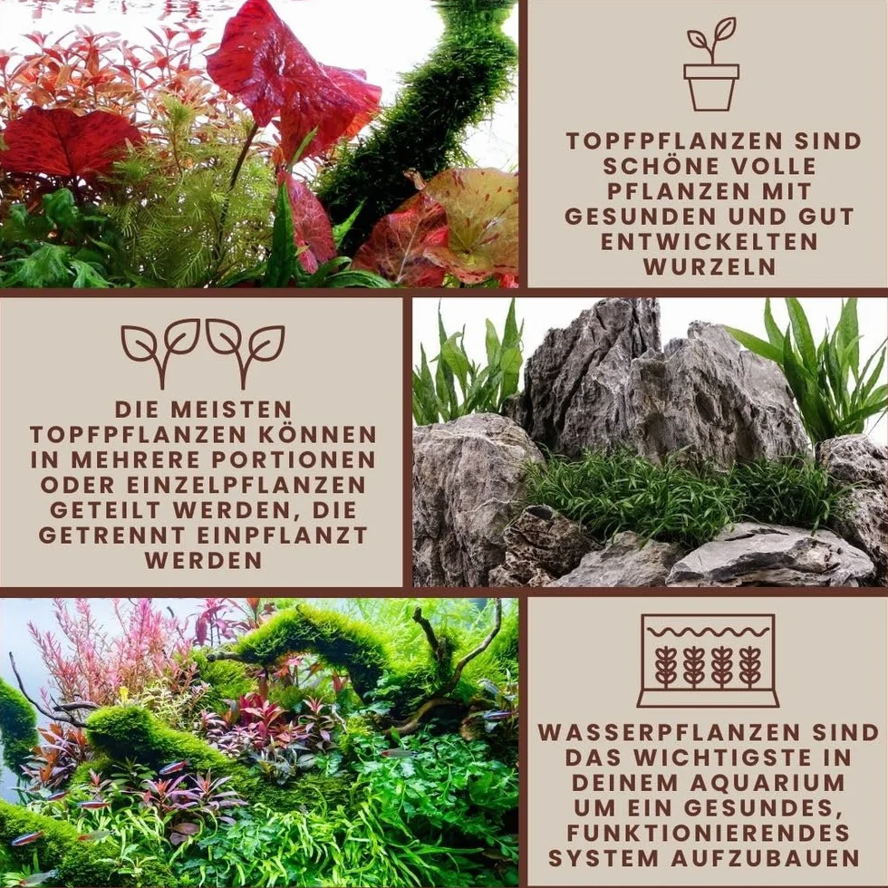 AquaOne Roślina akwariowa Cyperus helferi I roślina wodna, roślina akwariowa, rozłogi w pełni zakorzenione, łatwa w pielęgnacji, dekoracja Aquascaping