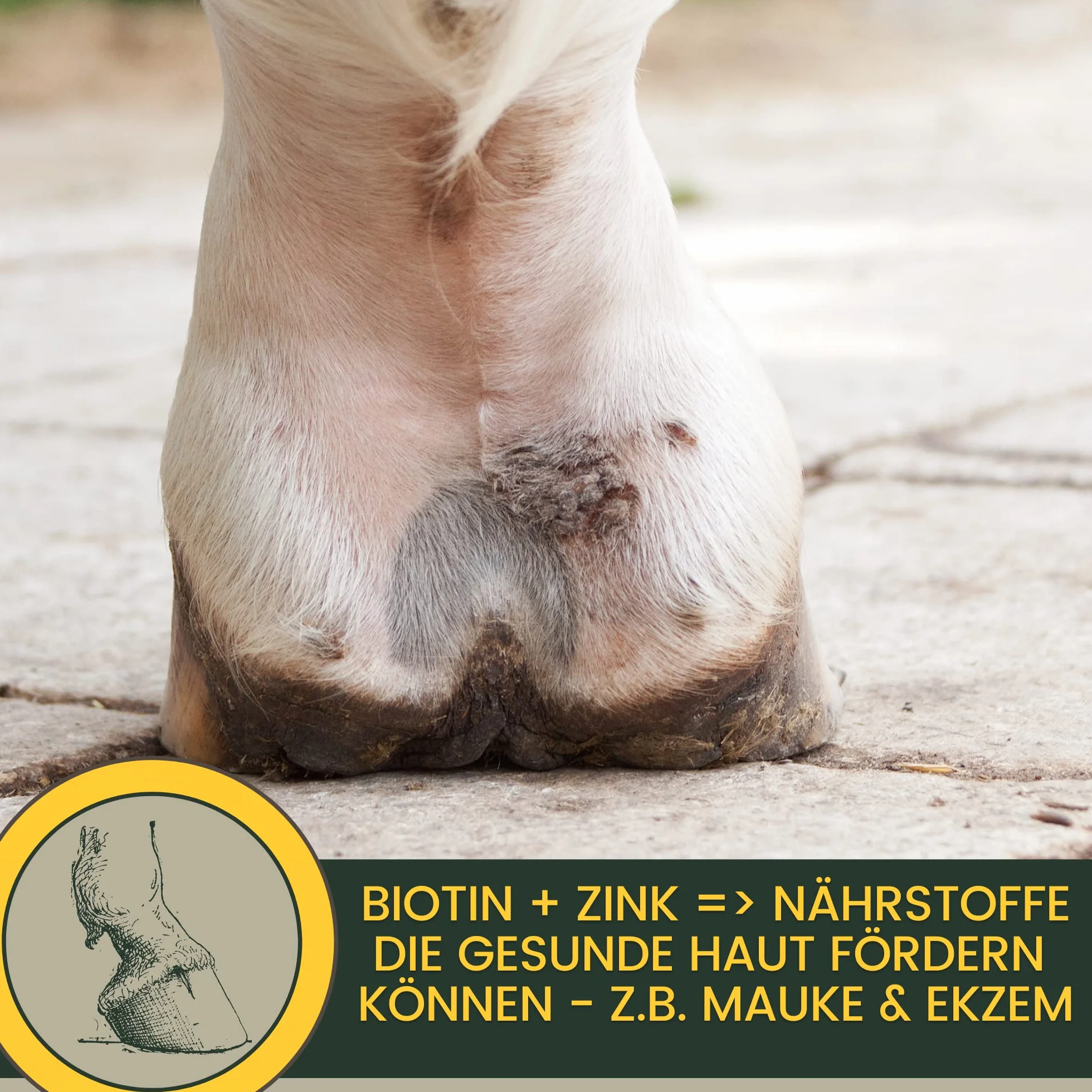 Biotin Plus cynk dla koni, 1 kg – wysoka dawka kuracja dla wzrostu kopyt i jakości kopyt – mineralna karma dla kopyt, sierść skóry – pomoc w przypadku wyprysku i niedoboru cynku – biotyna, cynk