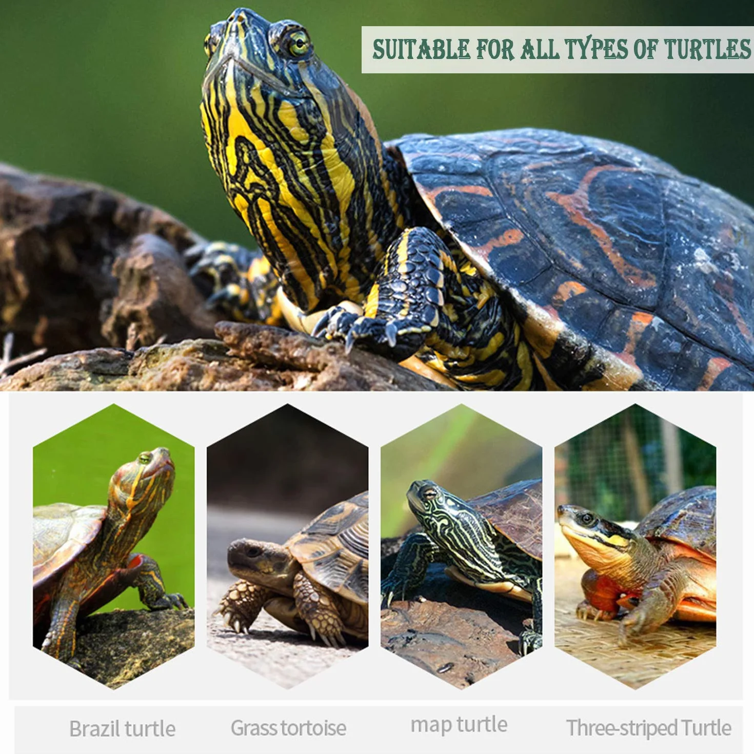 BPS 2 szt blok wapniowy dla żółwi duży naturalny dodatek podstawowy BPS-4133 * 2