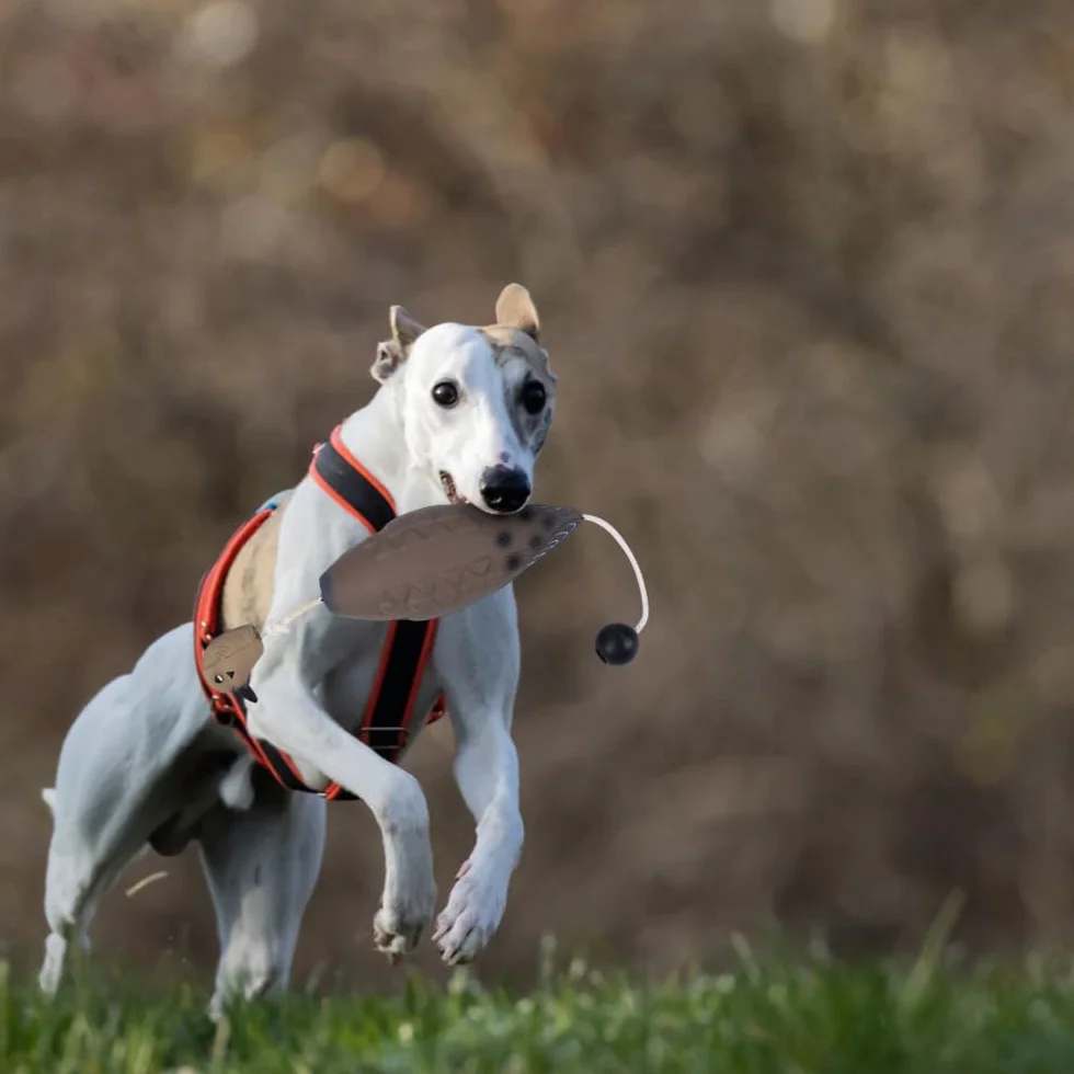 MiOYOOW Dummy zderzak, zabawka do treningu psów, manekin, akcesoria do treningu psów myśliwskich, umiejętności retriever
