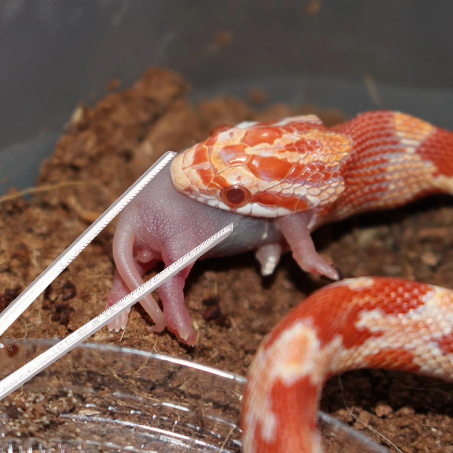 Szczypce do Karmienia Gadów 37cm Antyposlizgowe Dlugie Pesety do Weza Zólwia Jaszczurki