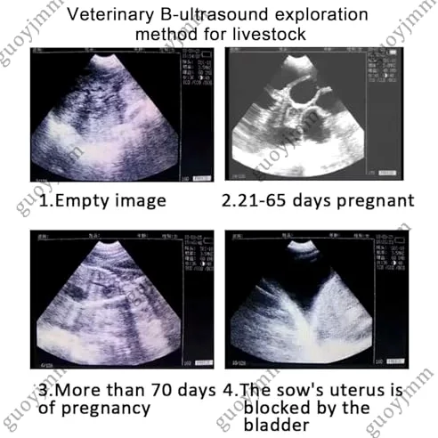 Zestaw weterynaryjnego skanera ultradźwiękowego, przenośna maszyna do testowania ciążowego HD z sondą mechaniczną dla świń i owiec