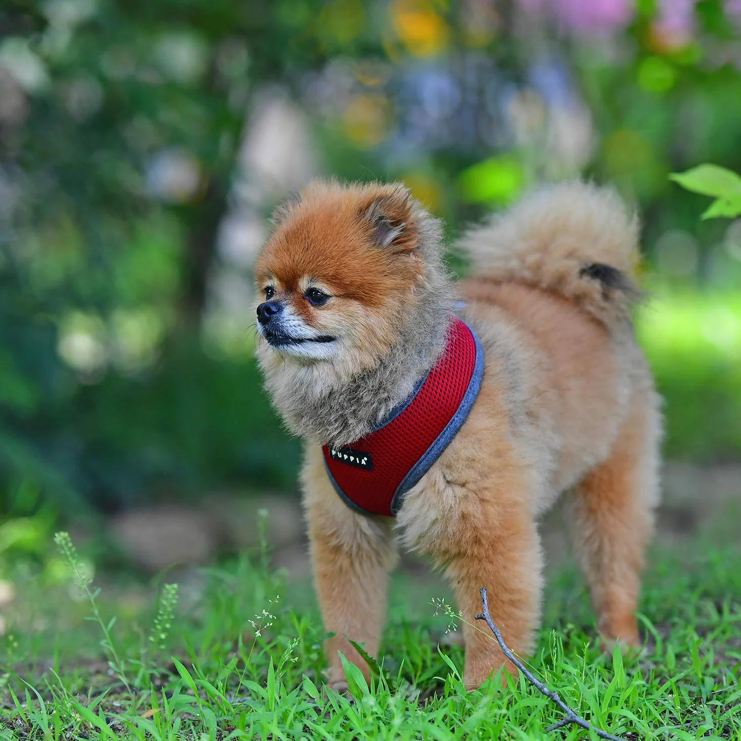 Puppia Soft Harness II - Super miękkie szelki dla psa