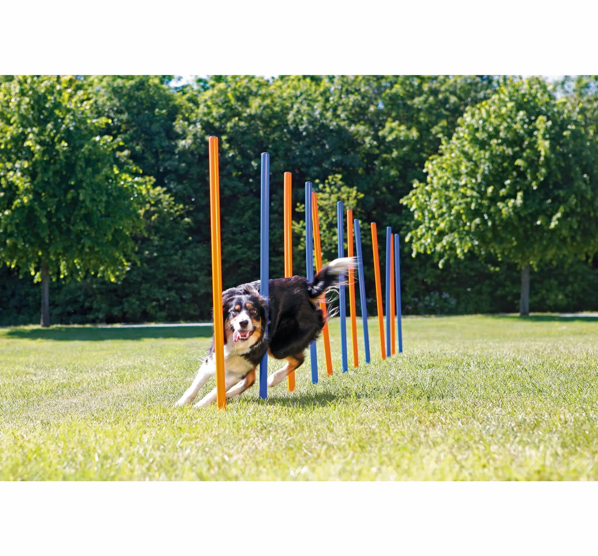 Trixie 3206 Dog Activity Slalom Agility, tworzywo sztuczne, ø 3 × 115 cm, 12 szt., niebieski/pomarańczowy