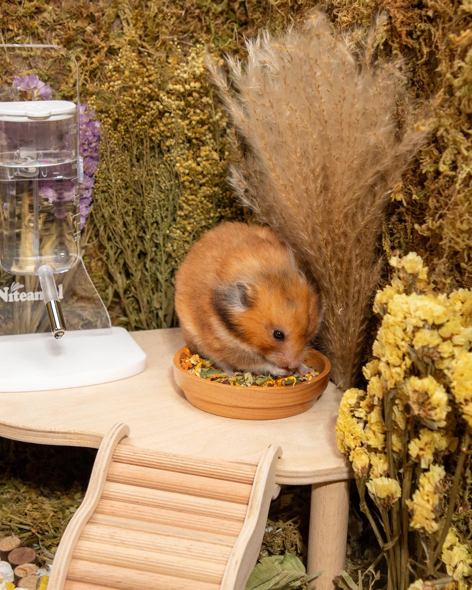 Niteangel Zabawka dla chomików i smakołyków – naturalna uczta dla chomików karłowatych, chomików syryjskich, chomików robo, gerbils, myszy – Classics 500 g Golden Hamster Food