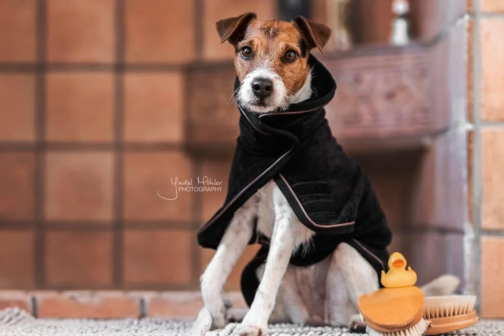 Kentucky koc dla psa Dog Coat Towel - czarny, rozmiar: XXS