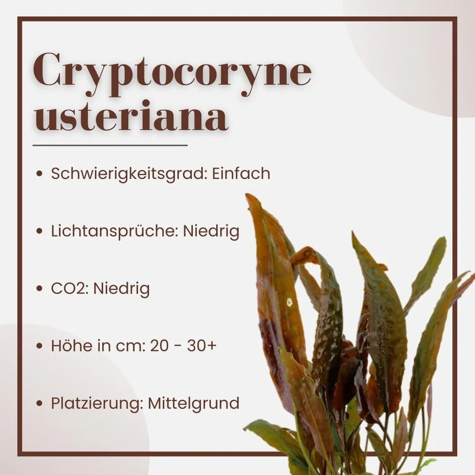 AquaOne Cryptocoryne usteriana roślina do akwarium, 3 sztuki, środek gruntu, roślina wodna, roślina akwariowa, rozeta w pełni zakorzeniona, prosta dekoracja Aquascaping