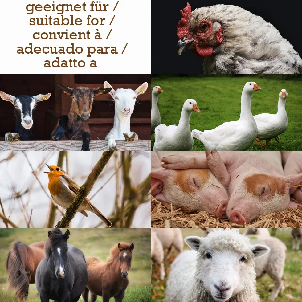 Siemię lniane, naturalne nasiona lnu, całe ziarna, poduszka cieplna, 0,5-30 kg, dodatek do karmy, konie, ptaki, drób, wybór DML, ilość: 15 kg