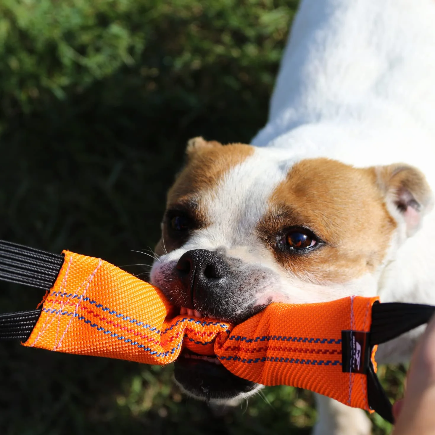 Bull Fit bungee Szarpak dla psa 30 cm, z dwiema rączkami - Bardzo wytrzymała zabawka dla psów do treningu obronnego i kynologii sportowej - Mocny Szarpak wąż strażacki, Aport Dummy pływający