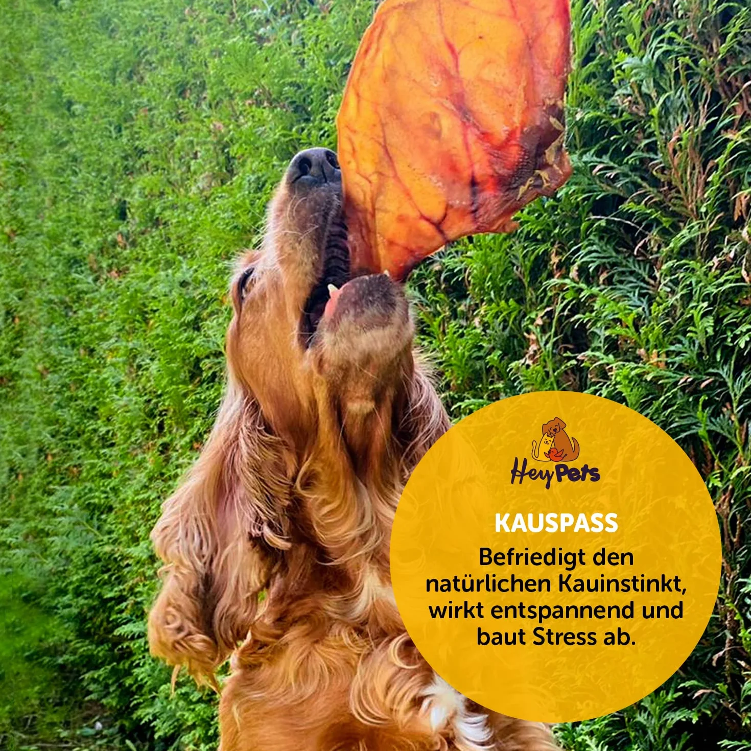 świńskie uszy dla psów i szczeniąt, najlepsze przysmaki dla psów, idealne do czyszczenia zębów, w 100% naturalne, bezzbożowe, gryzaki (worek 10 sztuk)