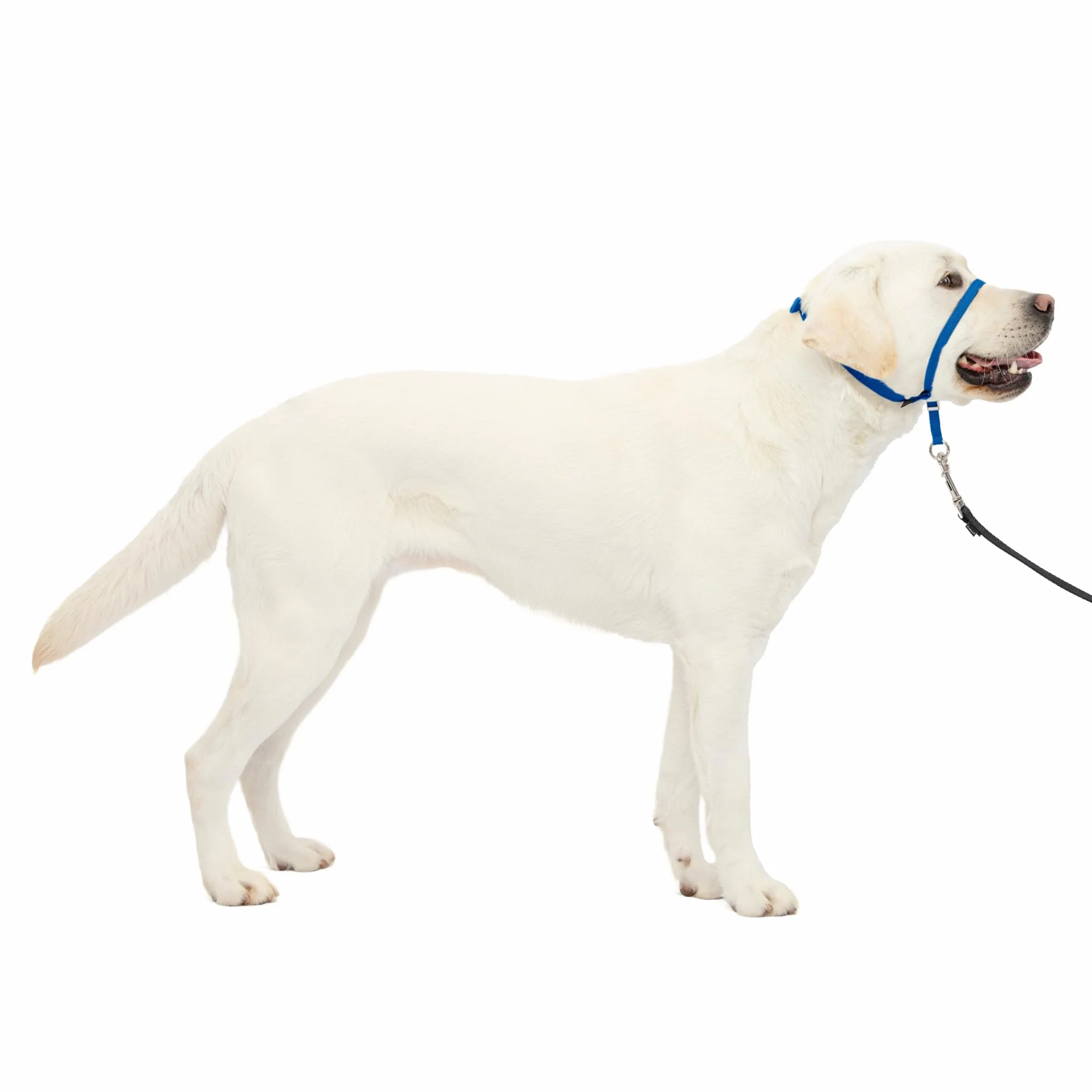 PetSafe Gentle Leader Obroża dla psa bez ciągnięcia – najlepsze rozwiązanie dla psów ciągnących – przekierowuje siłę psa, ułatwiając spacer – pomaga odzyskać kontrolę – L, niebieska (Royal Blue)