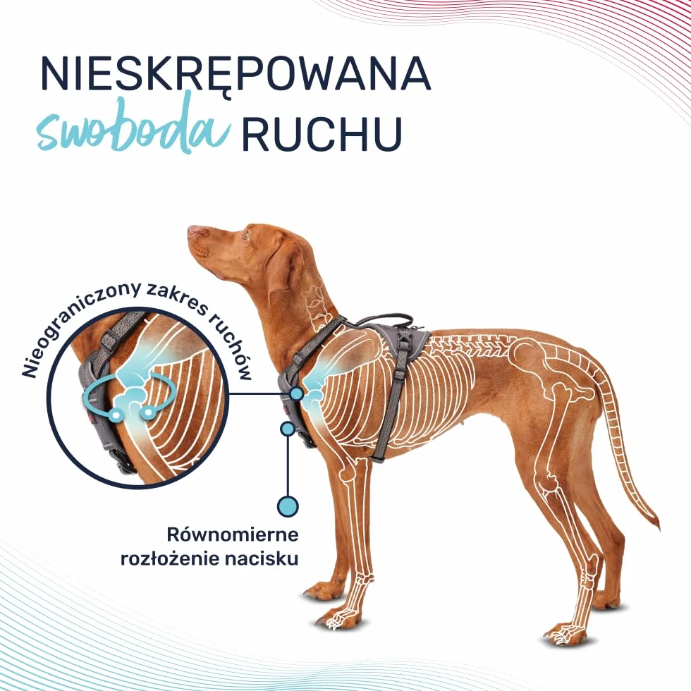 Uprząż dla psa HALTI Anatomy z uchwytem - Zapewnia psu swobodę ruchów i wygodę podczas spacerów. 3 punkty mocowania smyczy, neoprenowa wyściółka, regulowana i odblaskowa (Rozmiar M, Magenta)
