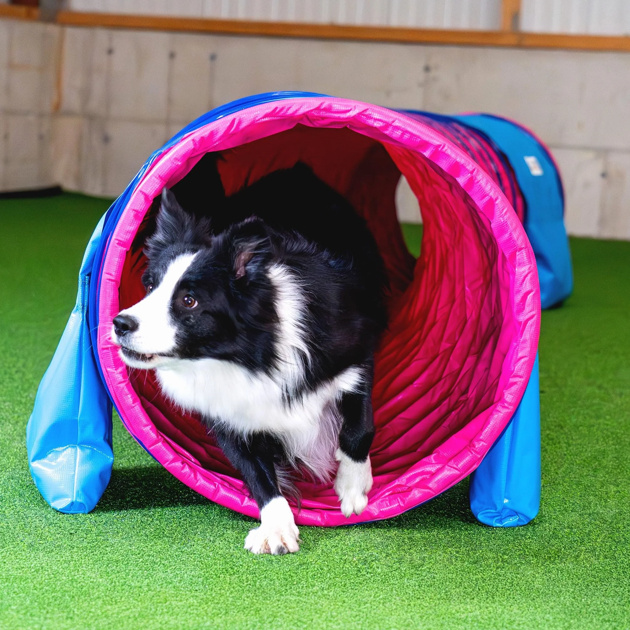 Callieway® Dog Agility tunel profesjonalny / psy tunel 5 m długości / 60 cm Ø Agility urządzenie (5 m, fuksja)