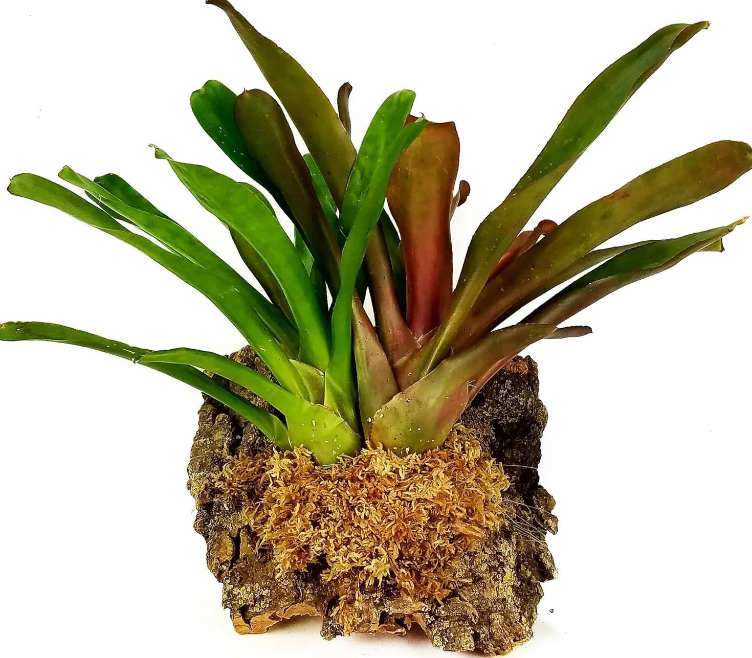 Besgrow Spagmoss Premium New Zealand Sphagnum Moss 150g 12L