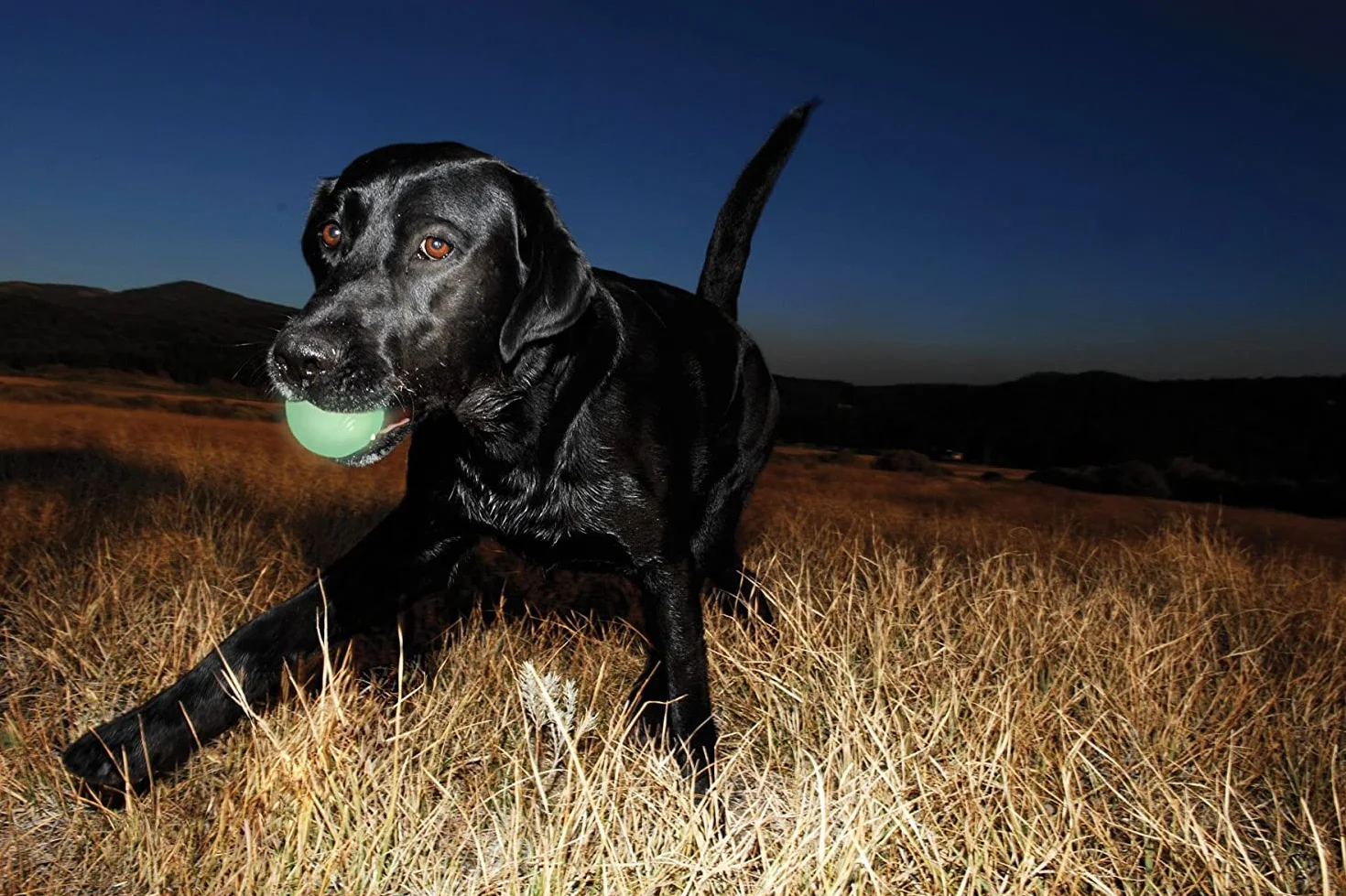 Chuckit! Max Glow in the Dark Fetch zabawka dla psa mała - 4 szt