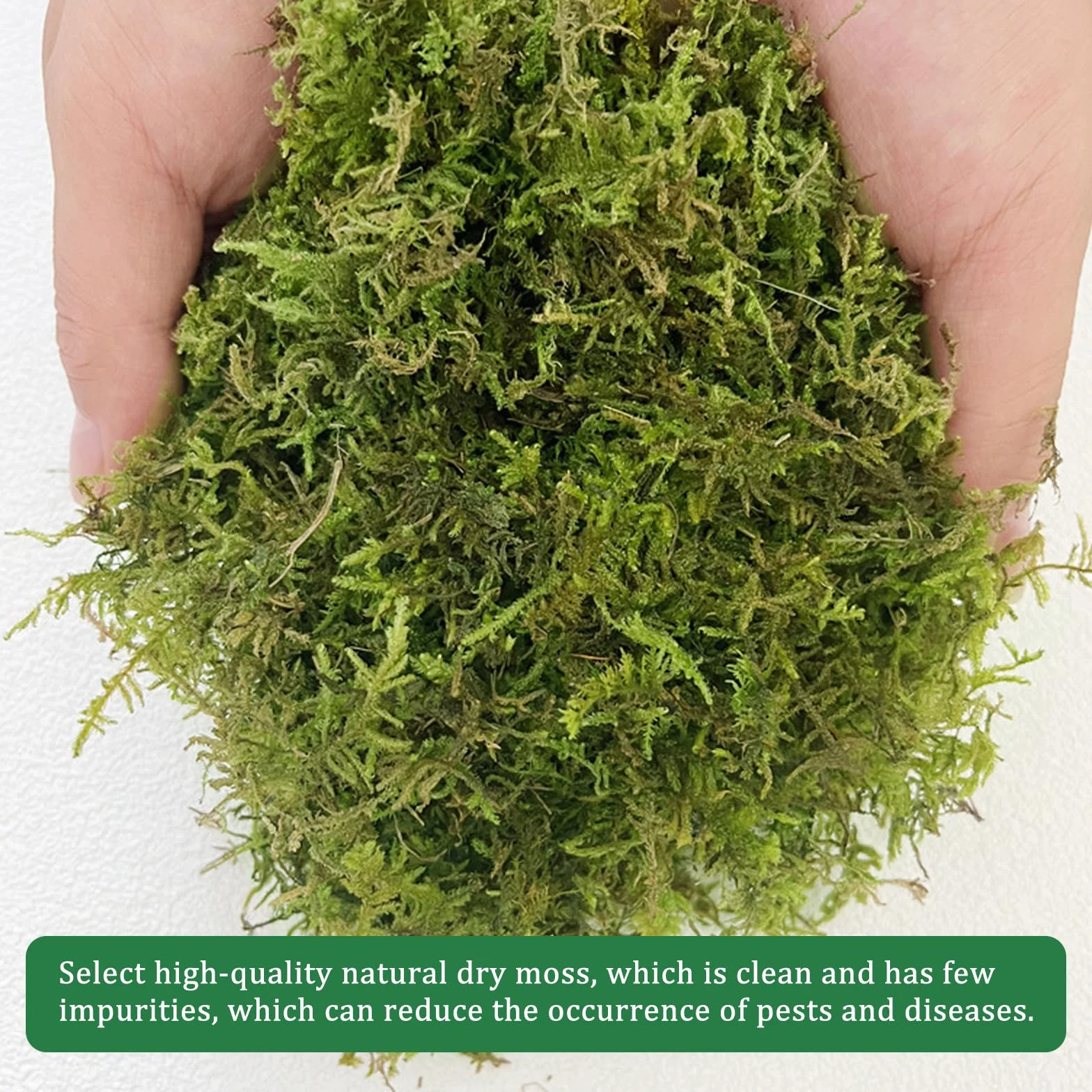 CONNECTION Sphagnum Mech dla Roślin 200g Naturalny Mech Torfowy Naturalny Sphagnum Mech dla Gadów Mech do Rękodzieła na Terrarium, Klatki dla Gadów, Gazony, Ogród, Rośliny Pokojowe, Dekoracja