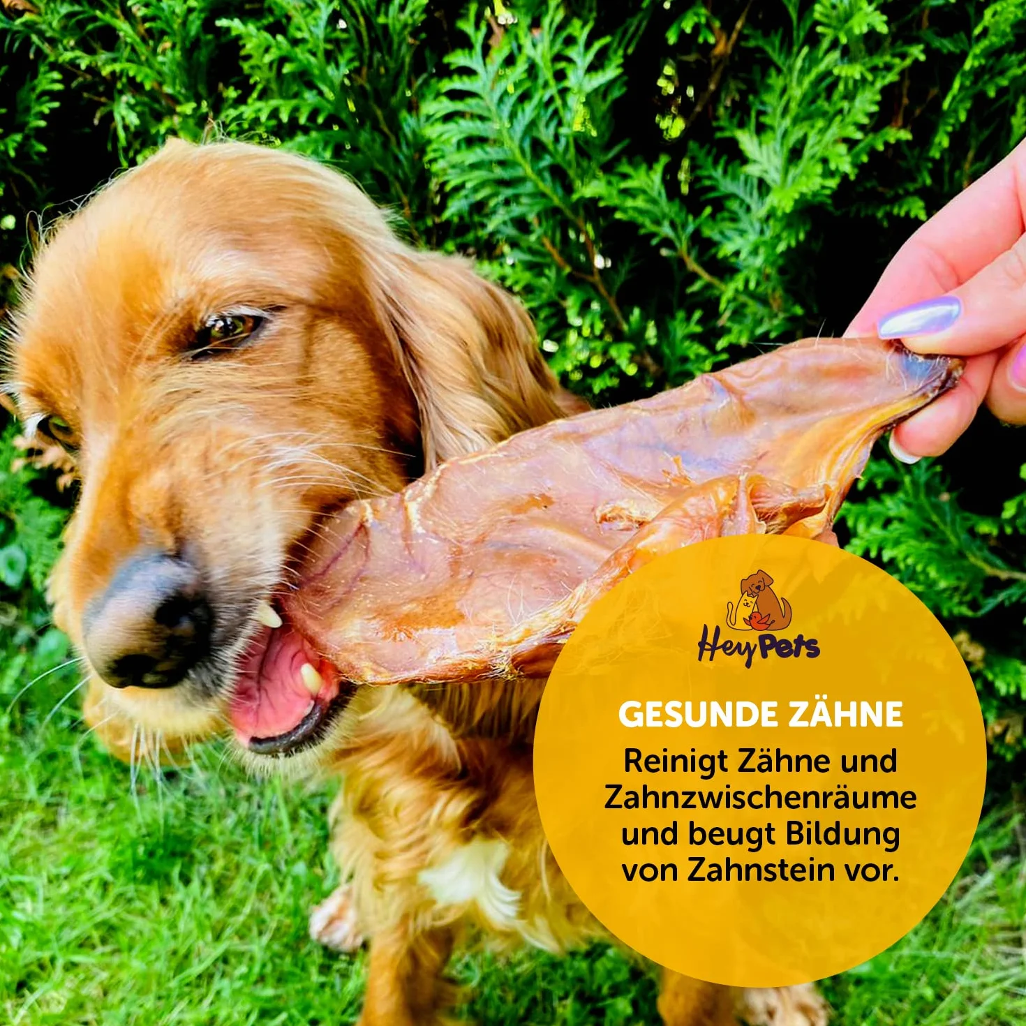 świńskie uszy dla psów i szczeniąt, najlepsze przysmaki dla psów, idealne do czyszczenia zębów, w 100% naturalne, bezzbożowe, gryzaki (worek 10 sztuk)
