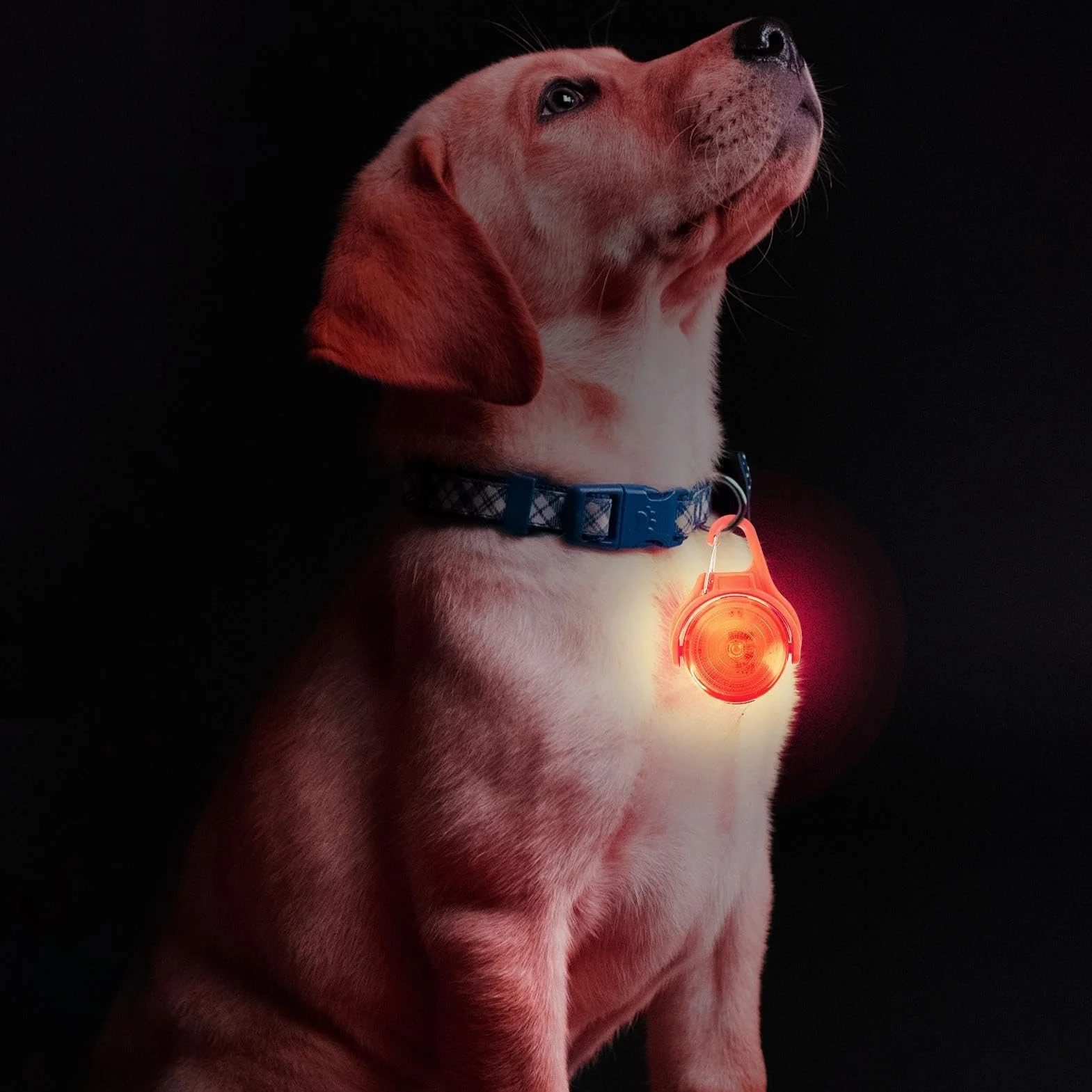 Dog Night Walking Lights l LED Dog Collar Light l Reflective Dog Walking Light l Rechargeable Pet Safety Light l Dog Walking Light-up Accessories Bright & Powerful Illumination for dogs of all sizes