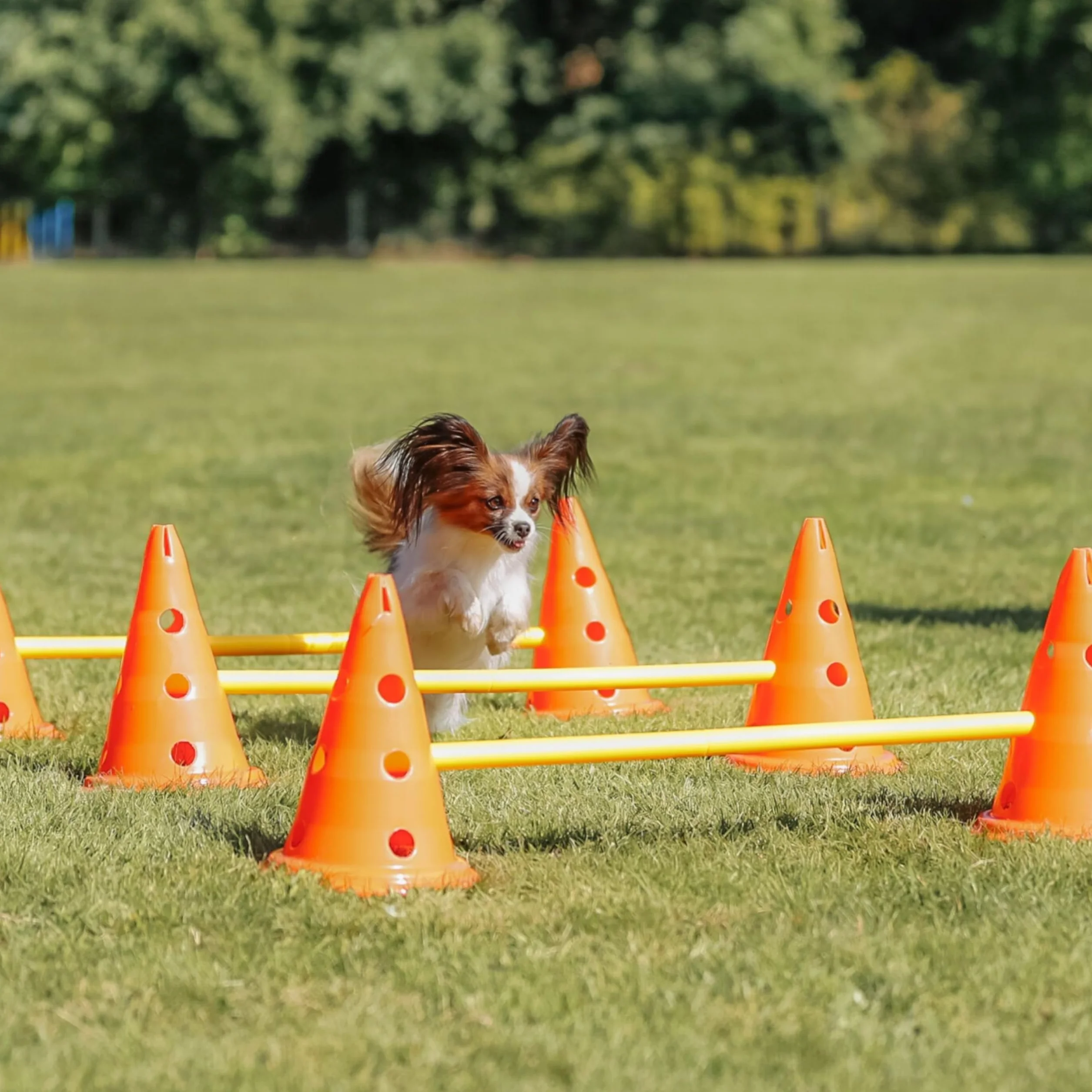 Trixie Zestaw przeszkód dla psów do agility, regulowana wysokość, 6 pachołków, 3 drążki