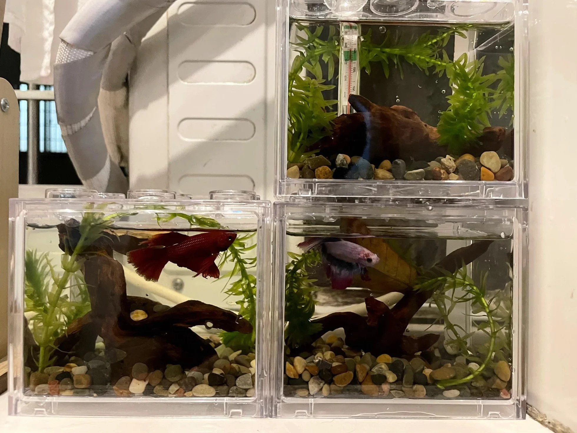 YZHZOM 4-częściowy zestaw małych naturalnych drewien drifujących do akwariów, 7,6-15 cm, starannie dobrane naturalne dekoracje do akwarium, drewno dryfujące do terrarium, terrarium, dekoracja z drewna