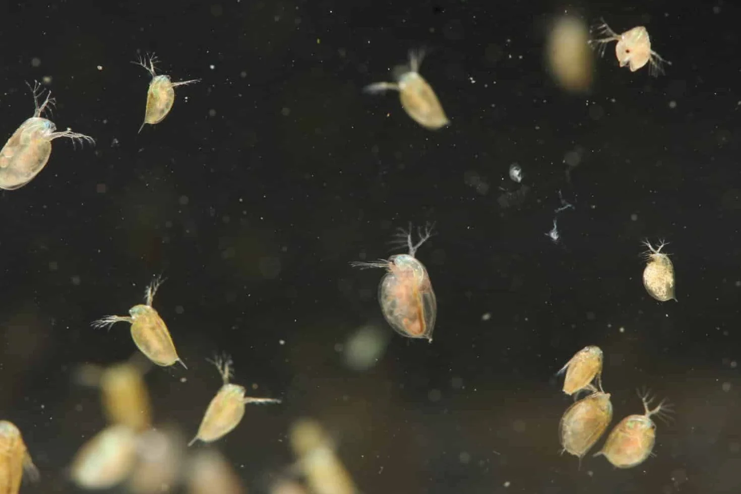 Hobby 21630 Artemia kombinacja, 4 sitka, 180, 300, 560, 900 my