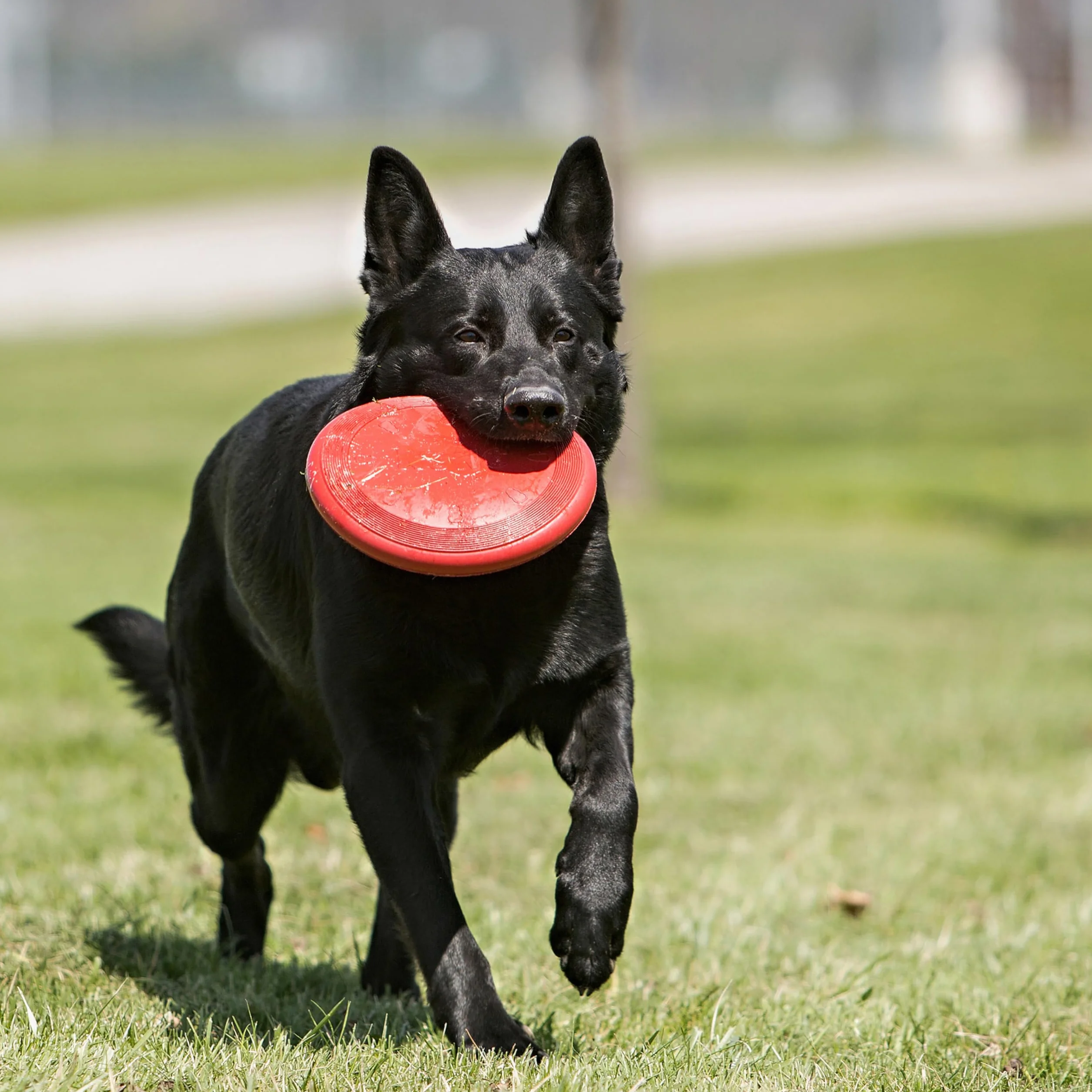 KONG ulotka – wytrzymała frisbee dla psów z naturalnego kauczuku – dla dużych psów