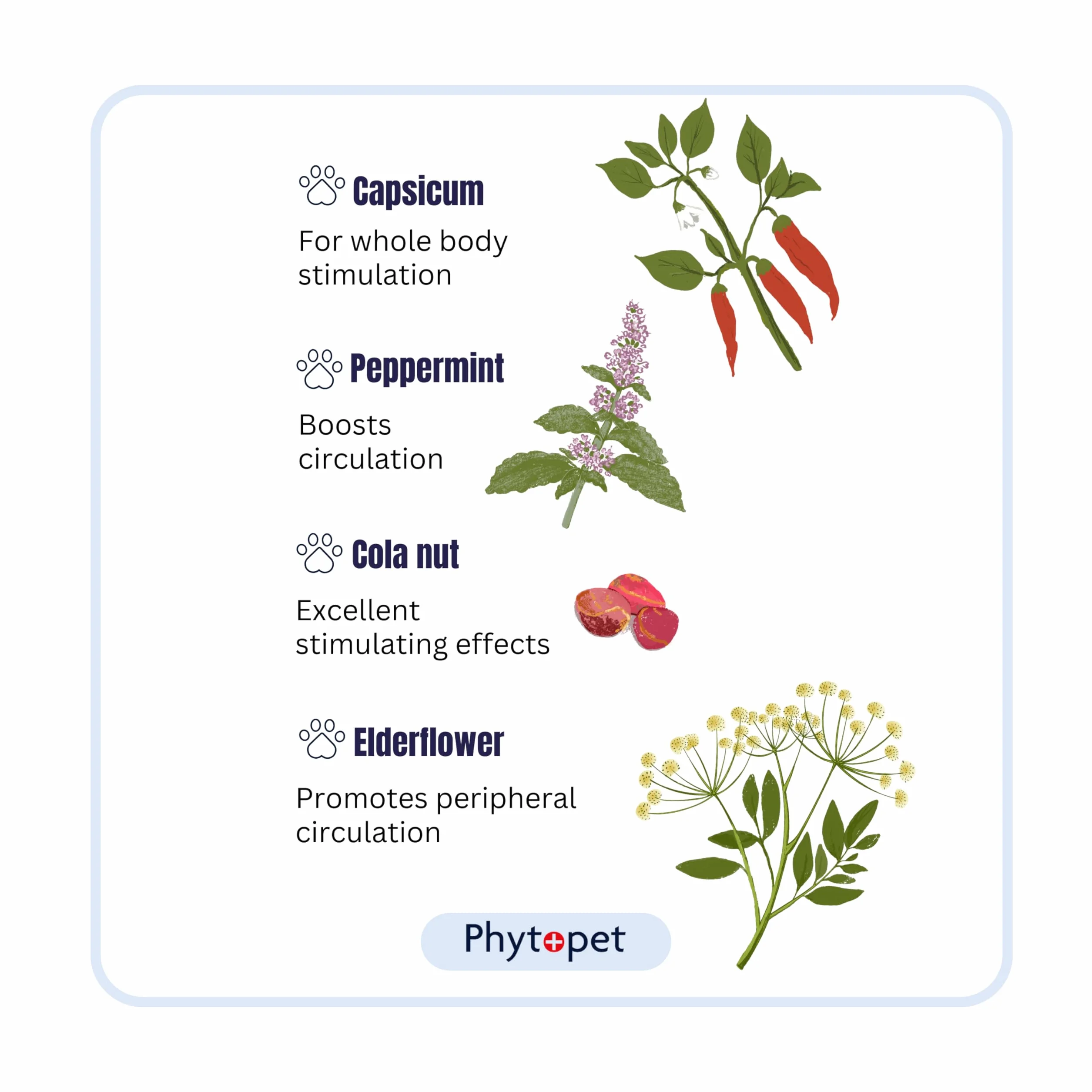 Phytopet Krople życia, całkowicie naturalny stymulant, zwiększenie energii, wsparcie odpornościowe, wzmacniacz metabolizmu i krople do biczowania dla hodowców szczeniąt, kociąt i małych ssaków, 10 ml